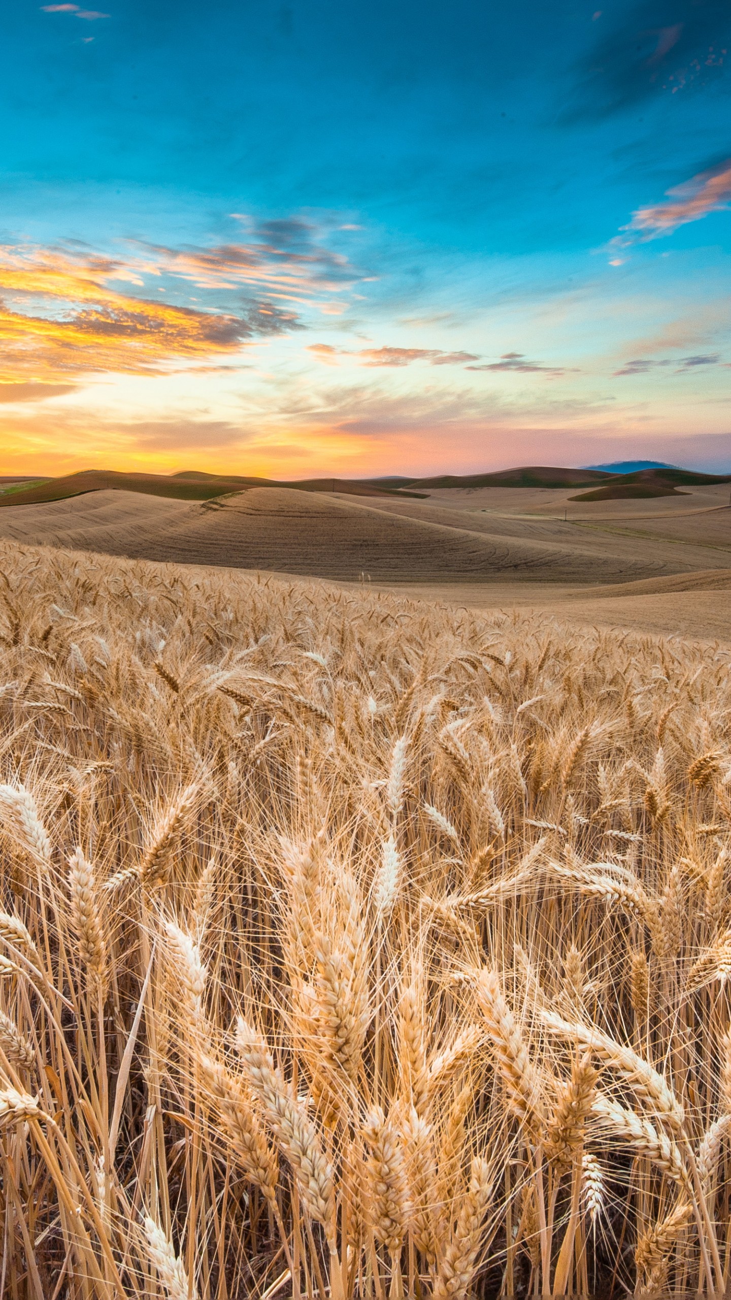 Wallpaper Wheat Field Wallpapers