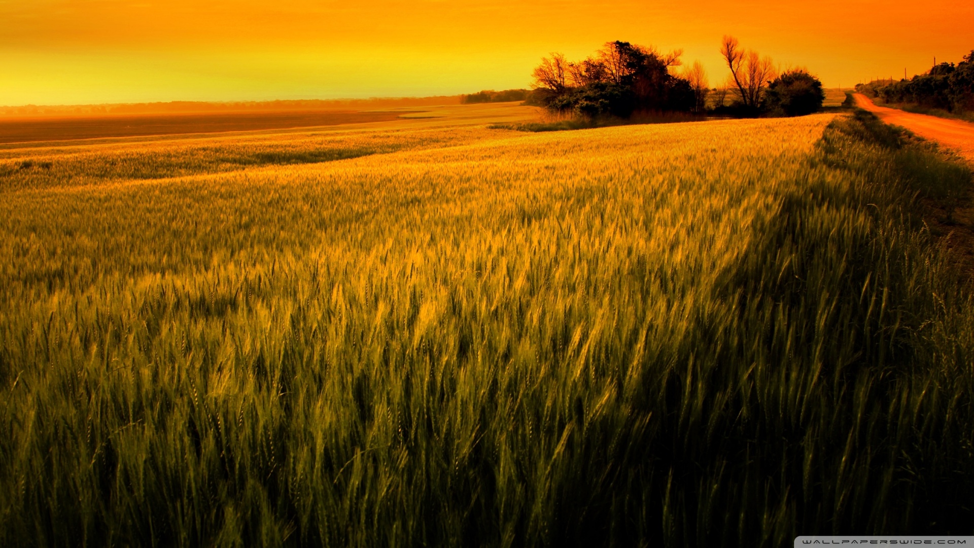 Wallpaper Wheat Field Wallpapers