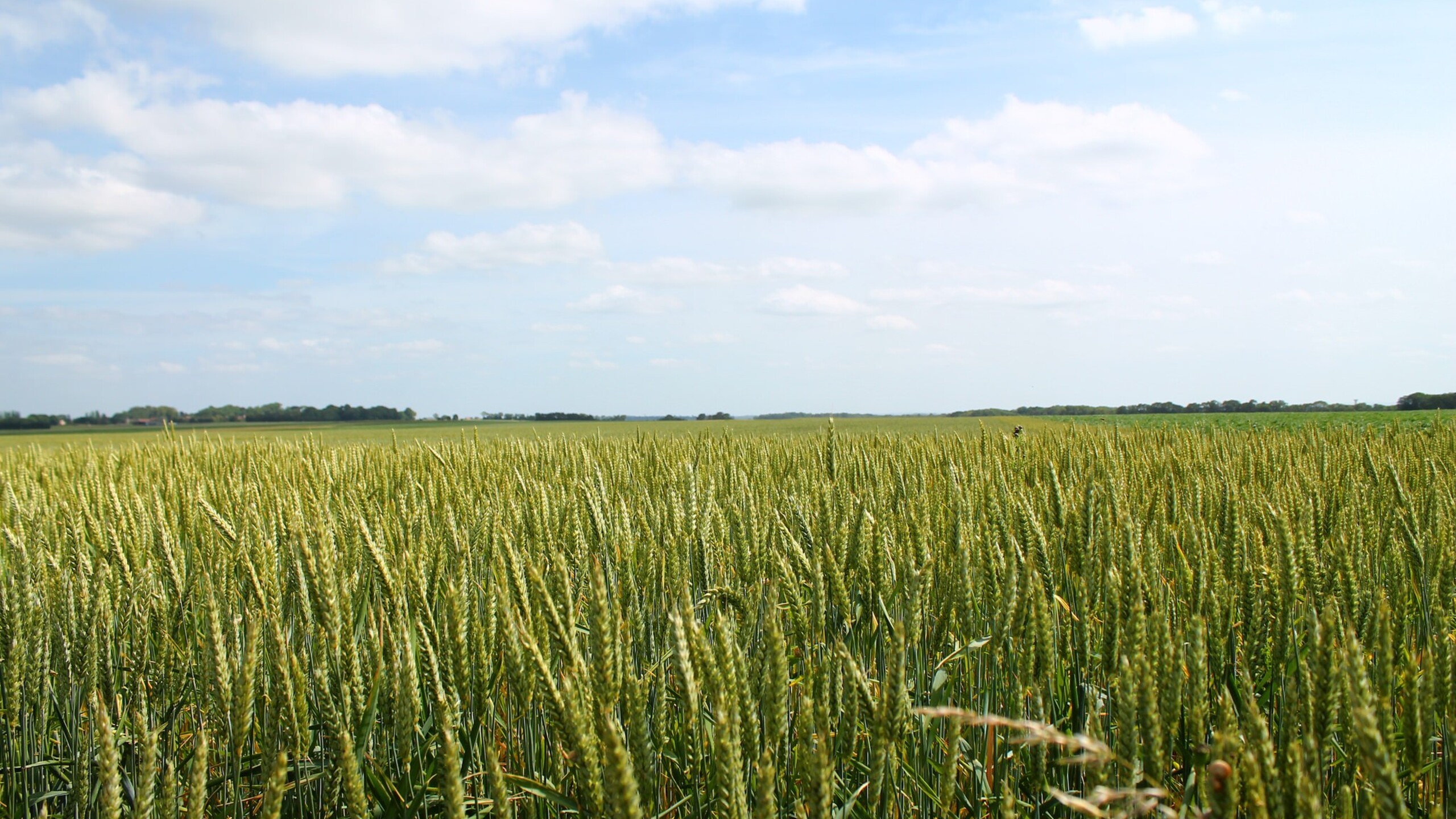 Wallpaper Wheat Field Wallpapers