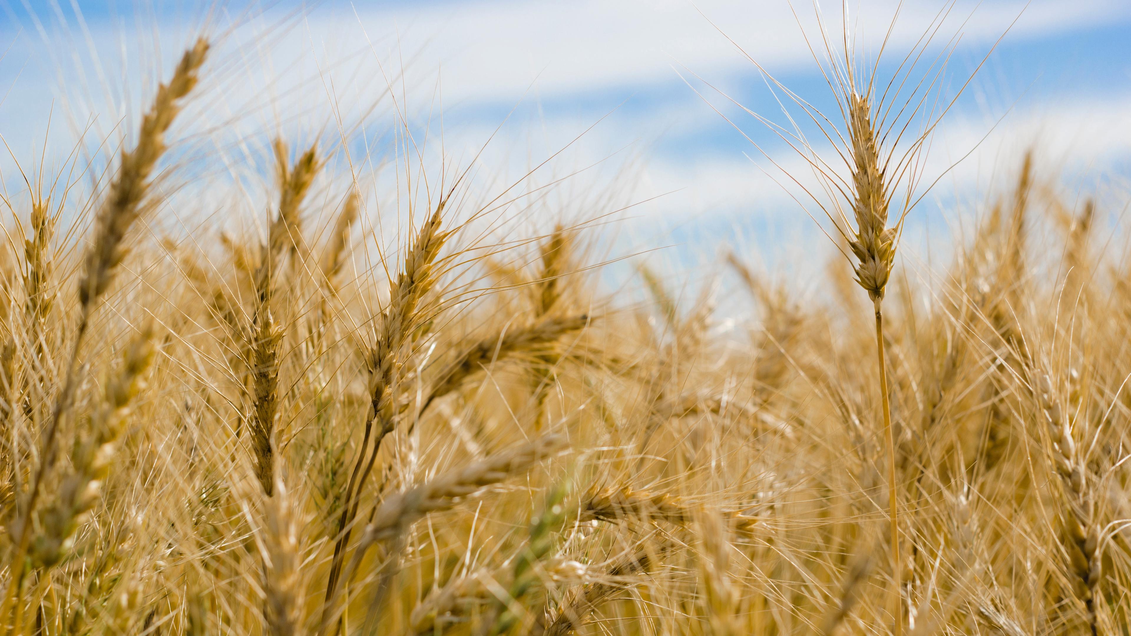 Wallpaper Wheat Field Wallpapers