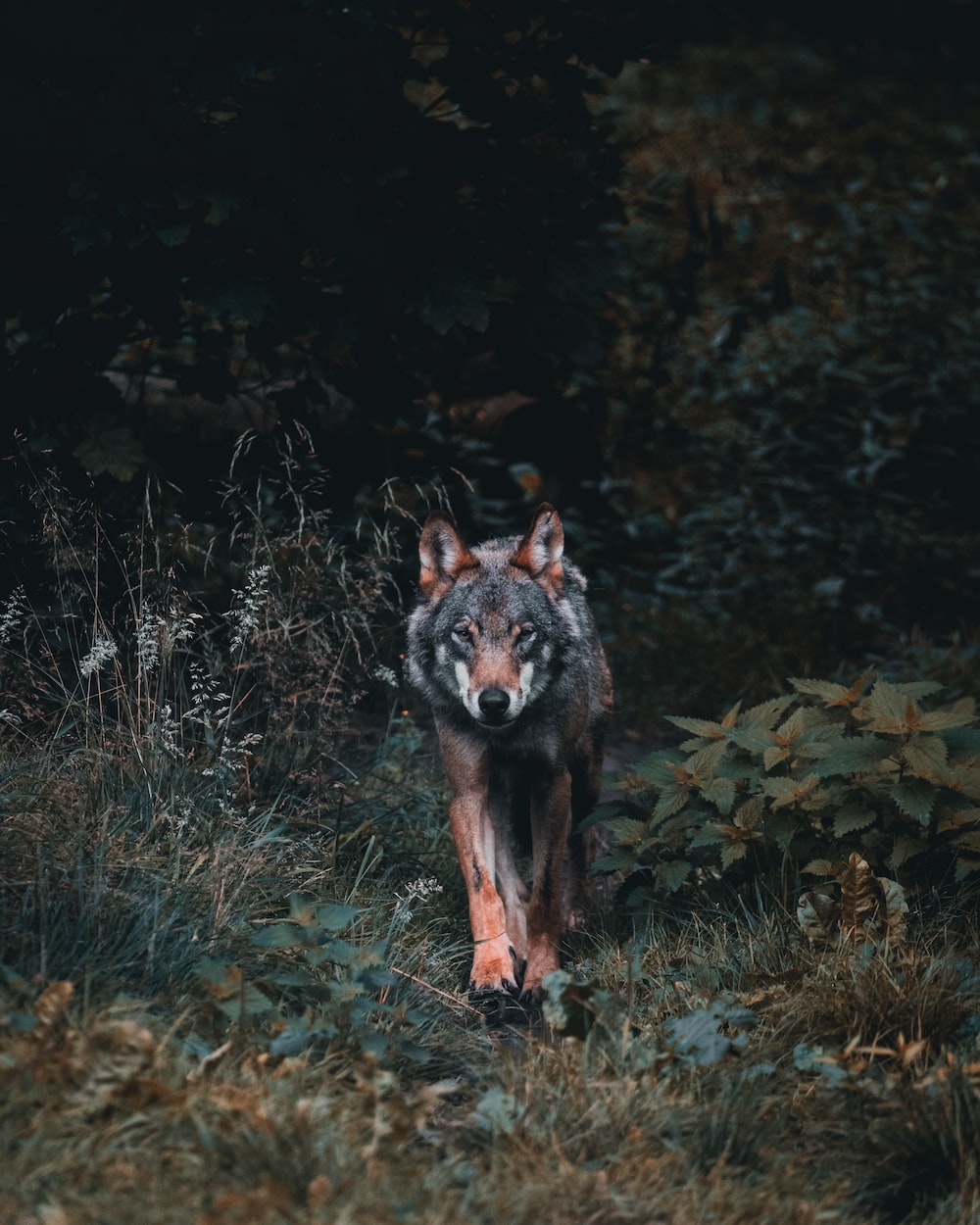 Wallpaper Wolfs Wallpapers