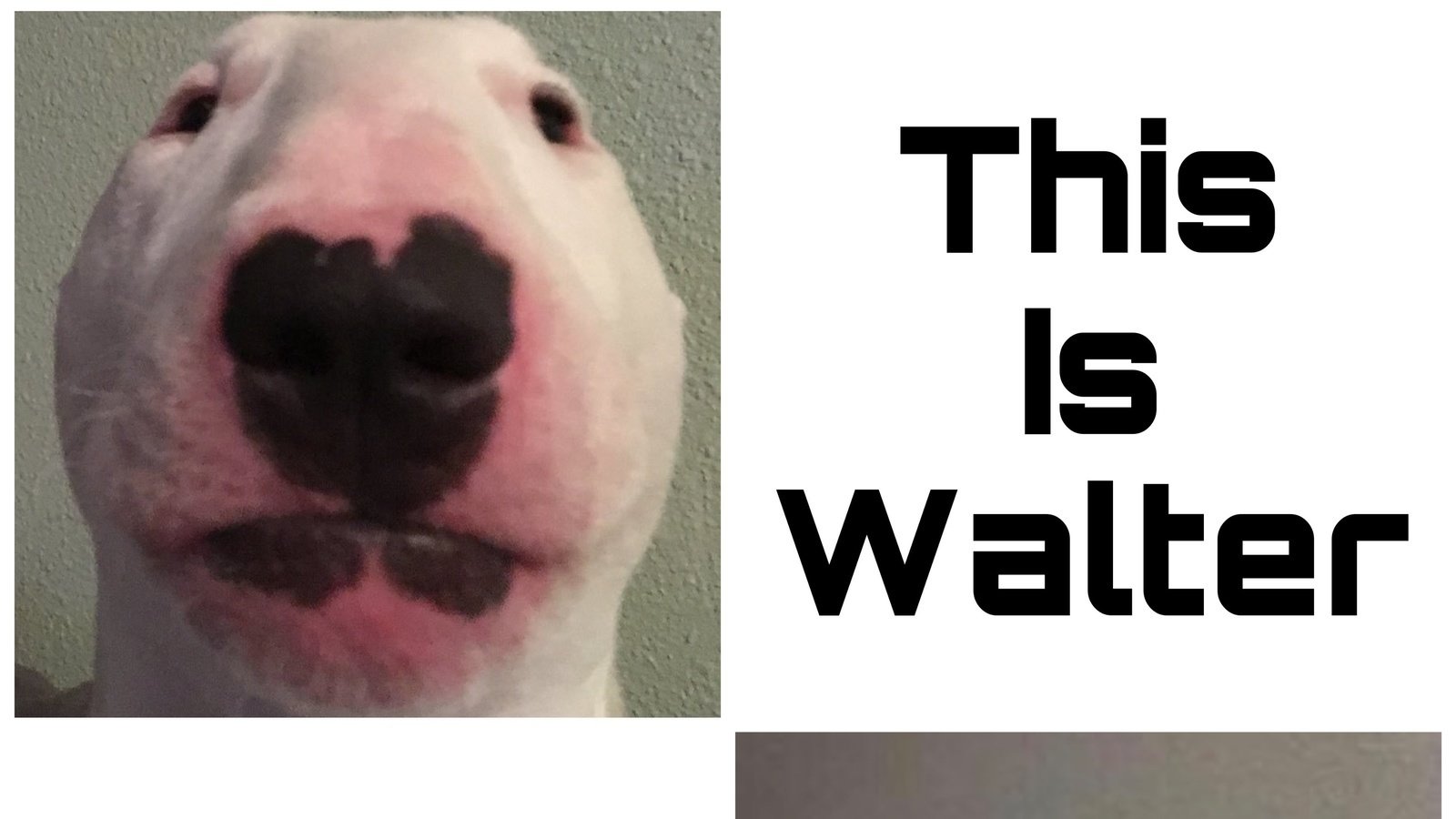 Walter Dog Wallpapers
