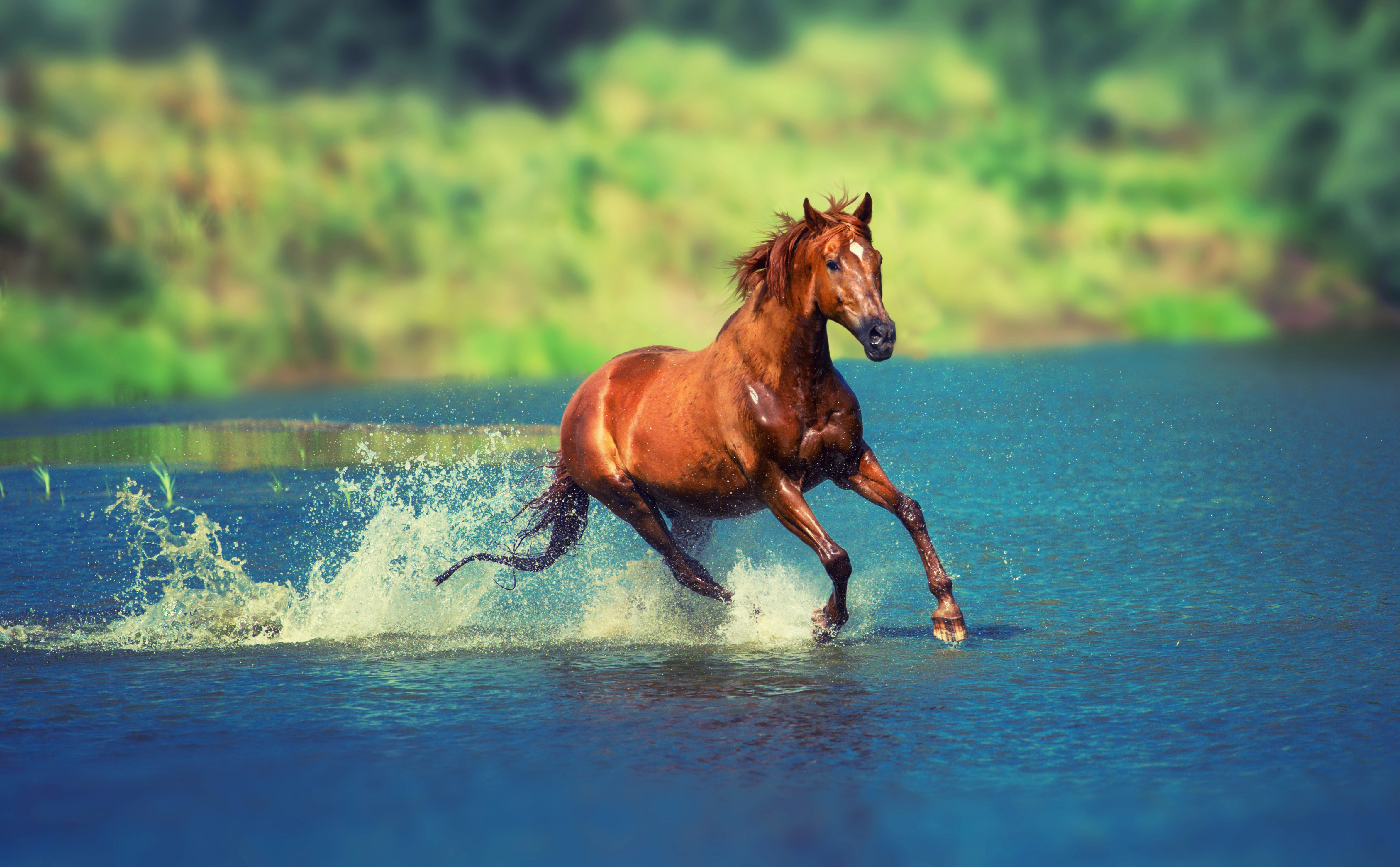 Water Horse Wallpapers