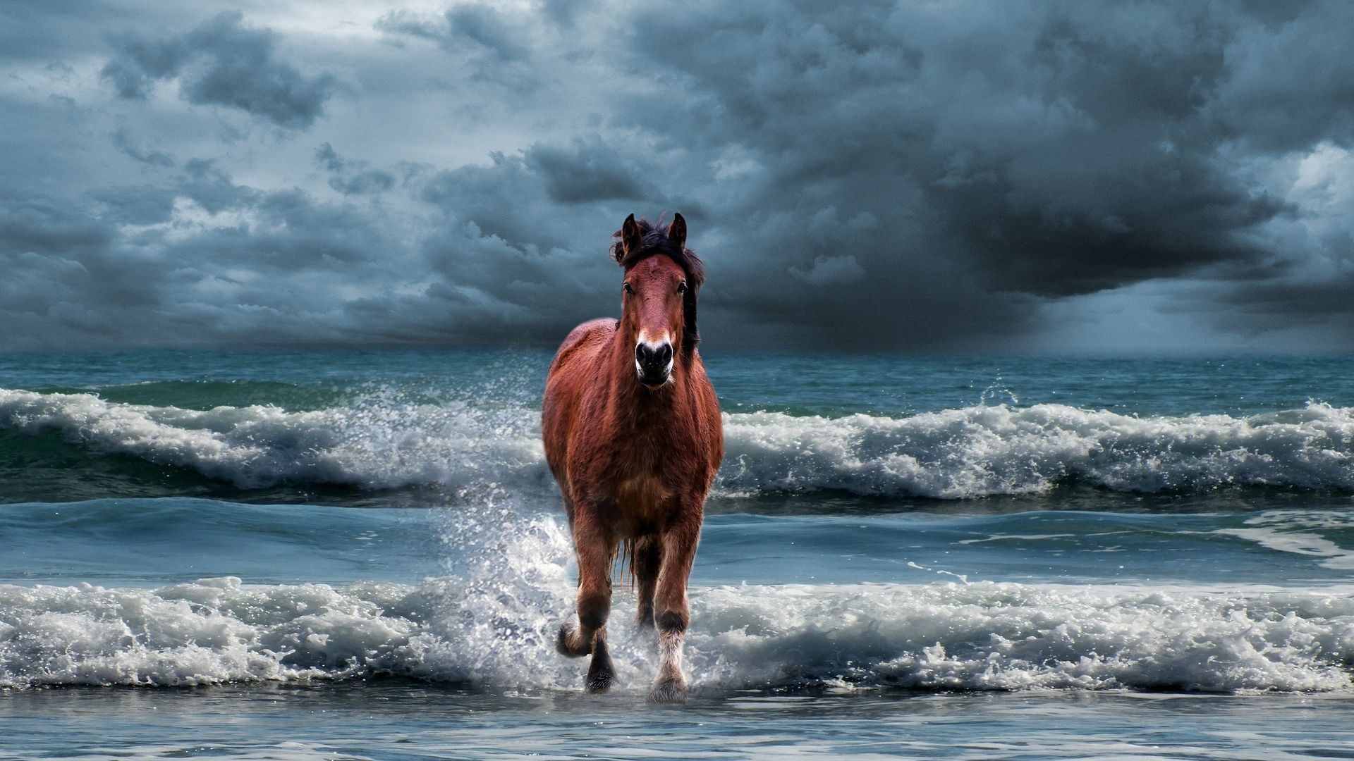 Water Horse Wallpapers