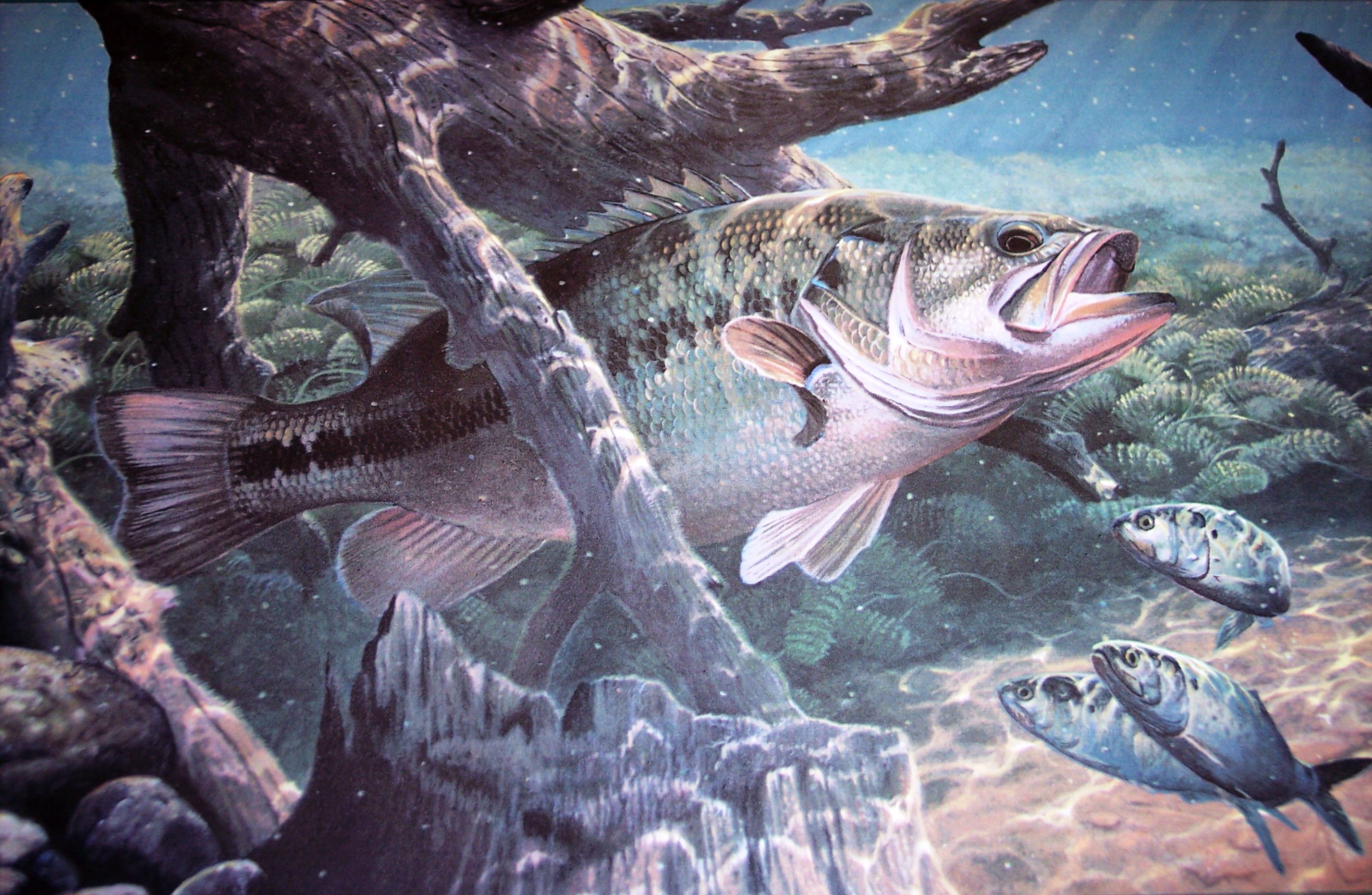 Water Fish Wallpapers