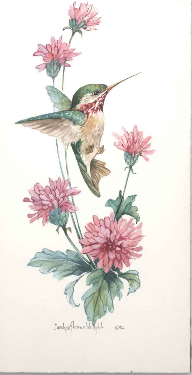 Watercolor Hummingbird Images Wallpapers