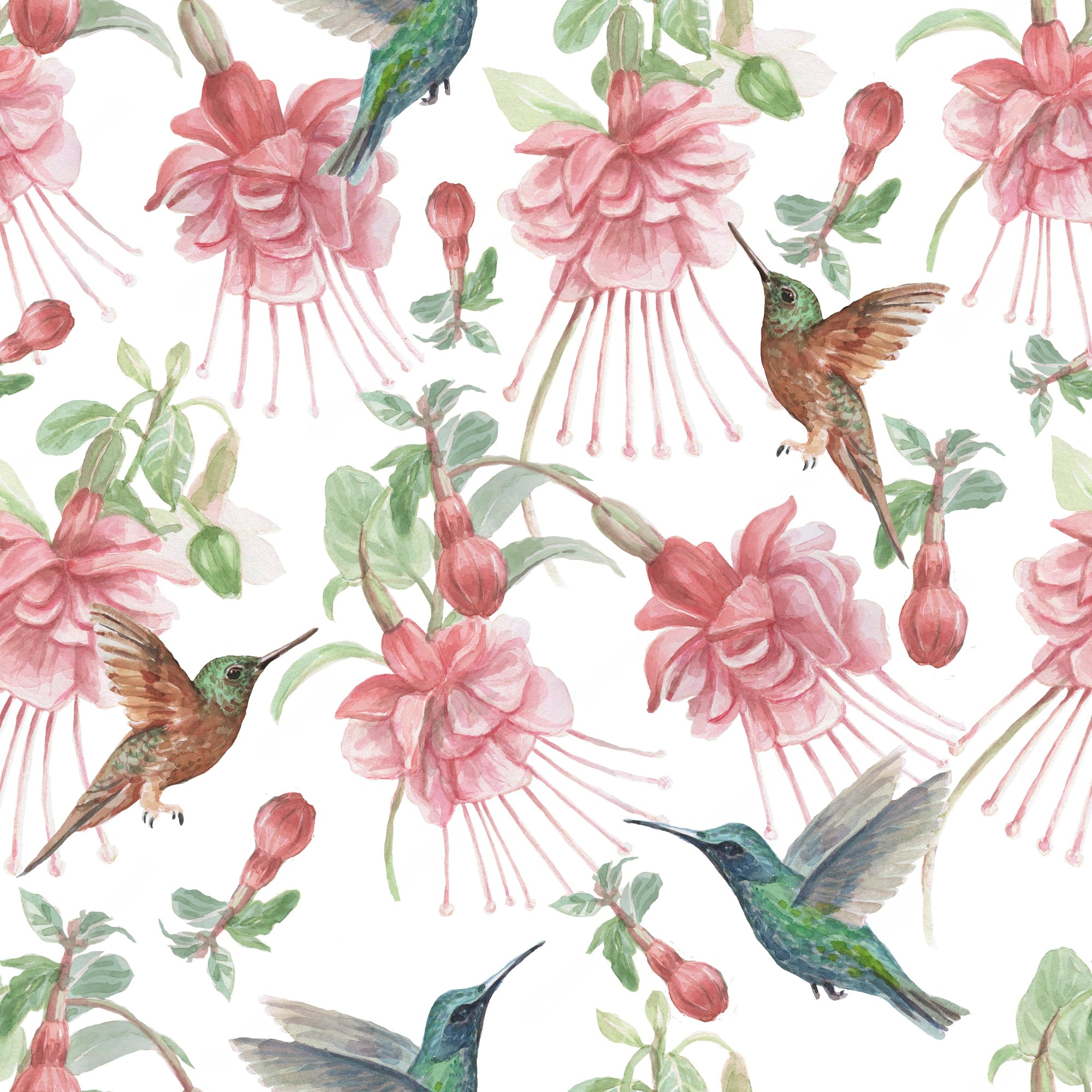 Watercolor Hummingbird Images Wallpapers