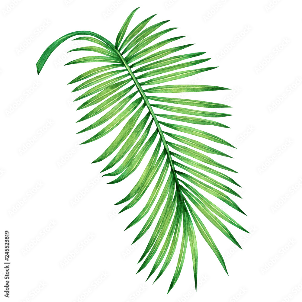 Watercolor Palm Leaves Wallpapers