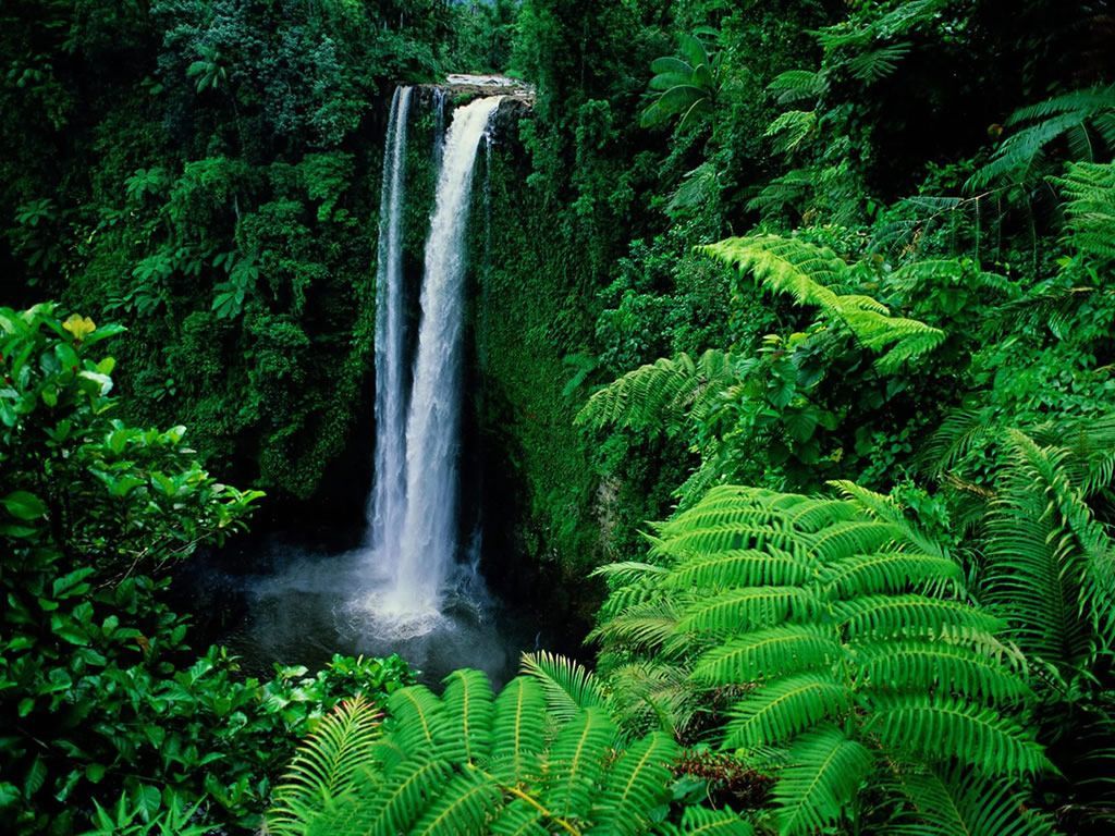 Waterfall Rainforest Wallpapers