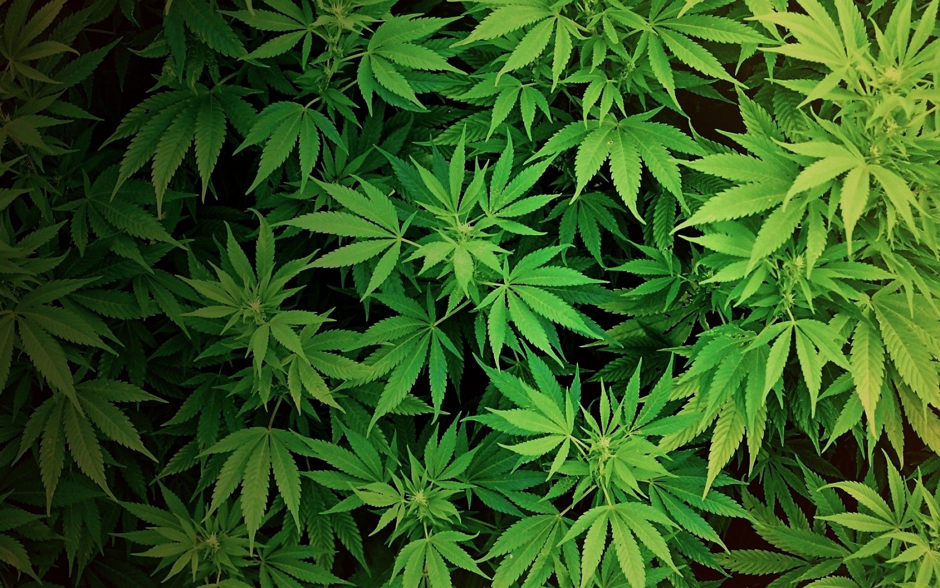 Weed 1080X1080 Wallpapers