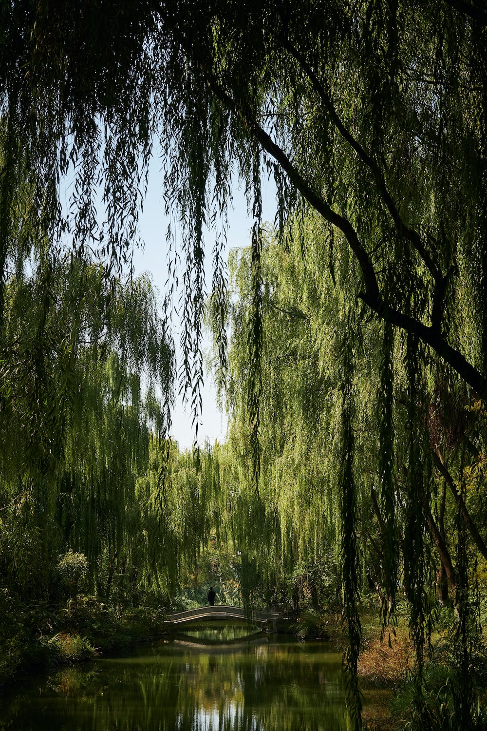 Weeping Willow Wallpapers