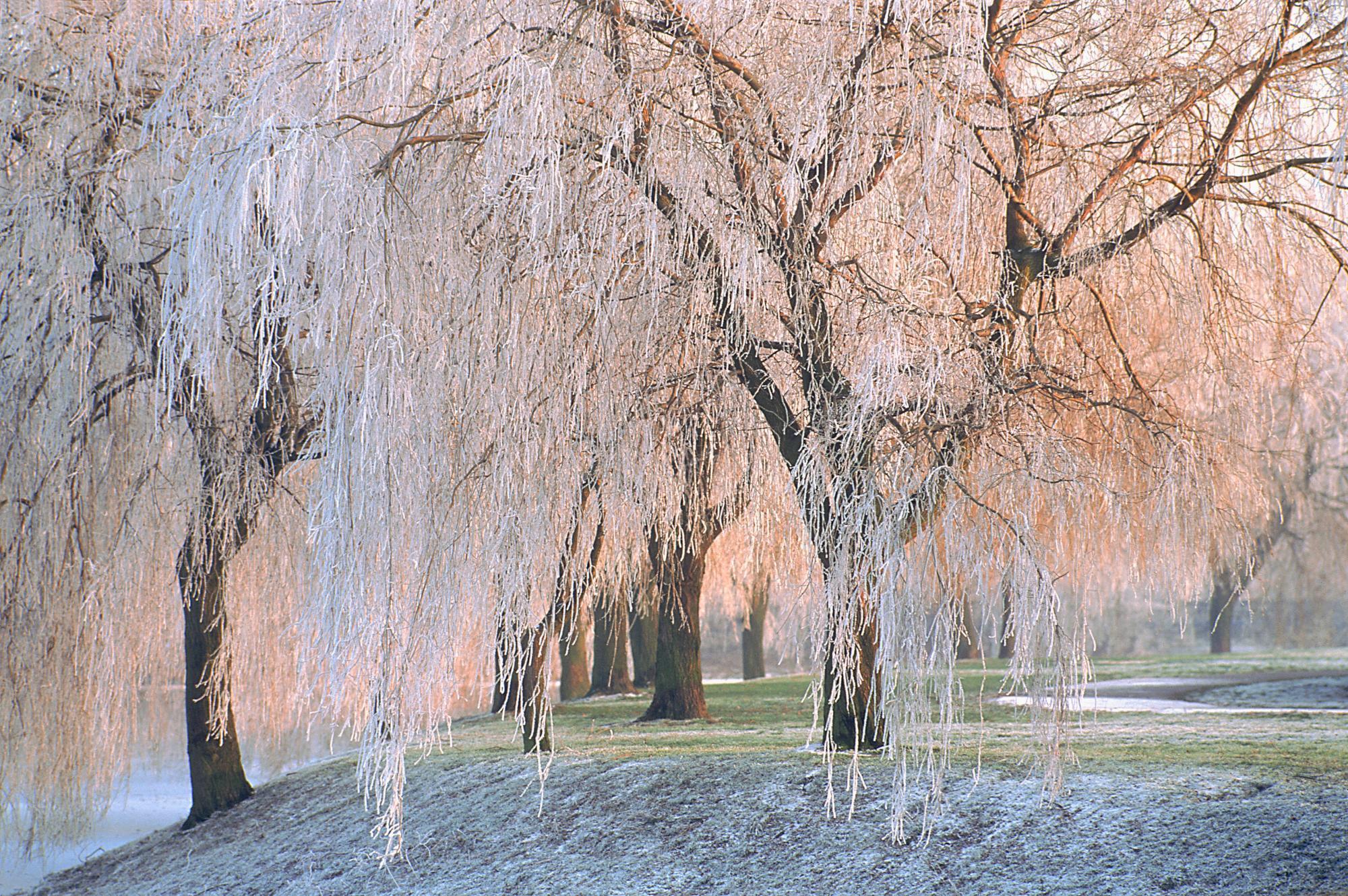 Weeping Willow Wallpapers