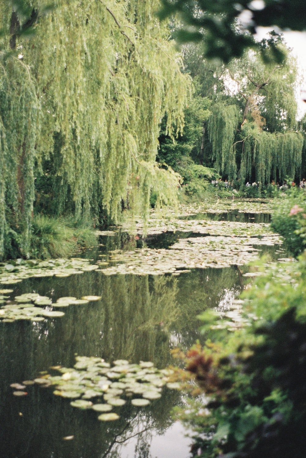 Weeping Willow Wallpapers