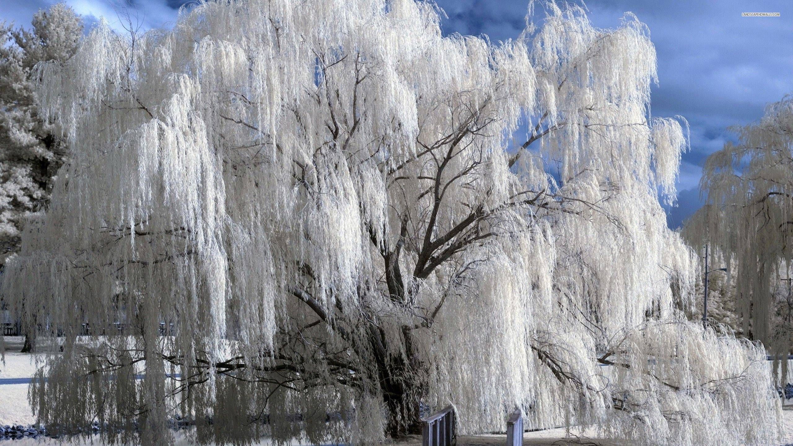 Weeping Willow Wallpapers