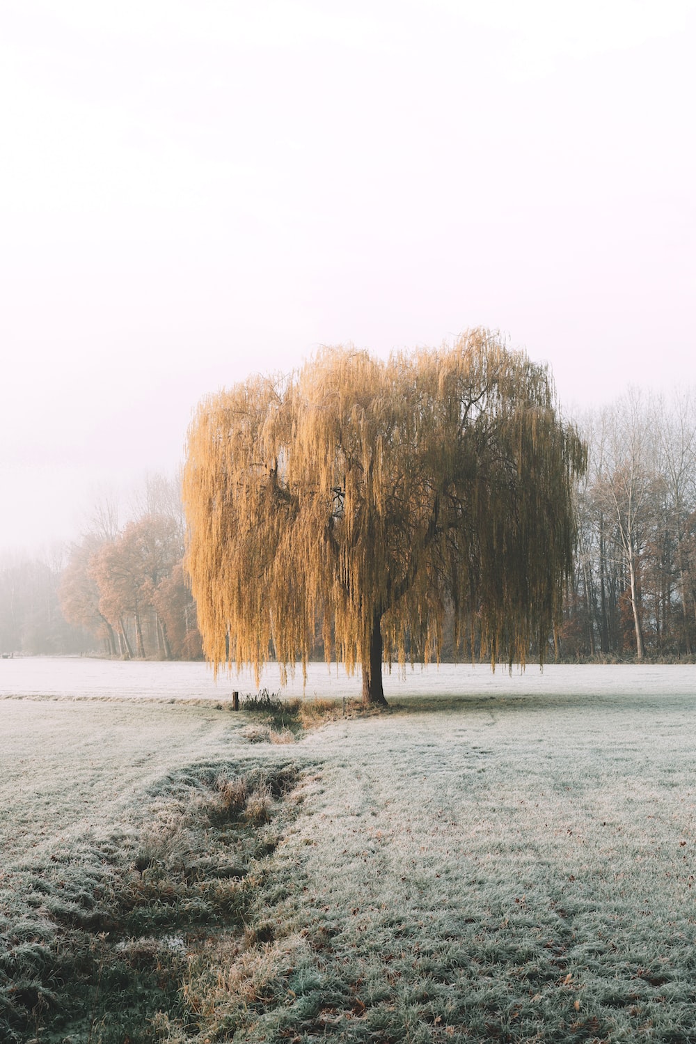 Weeping Willow Wallpapers