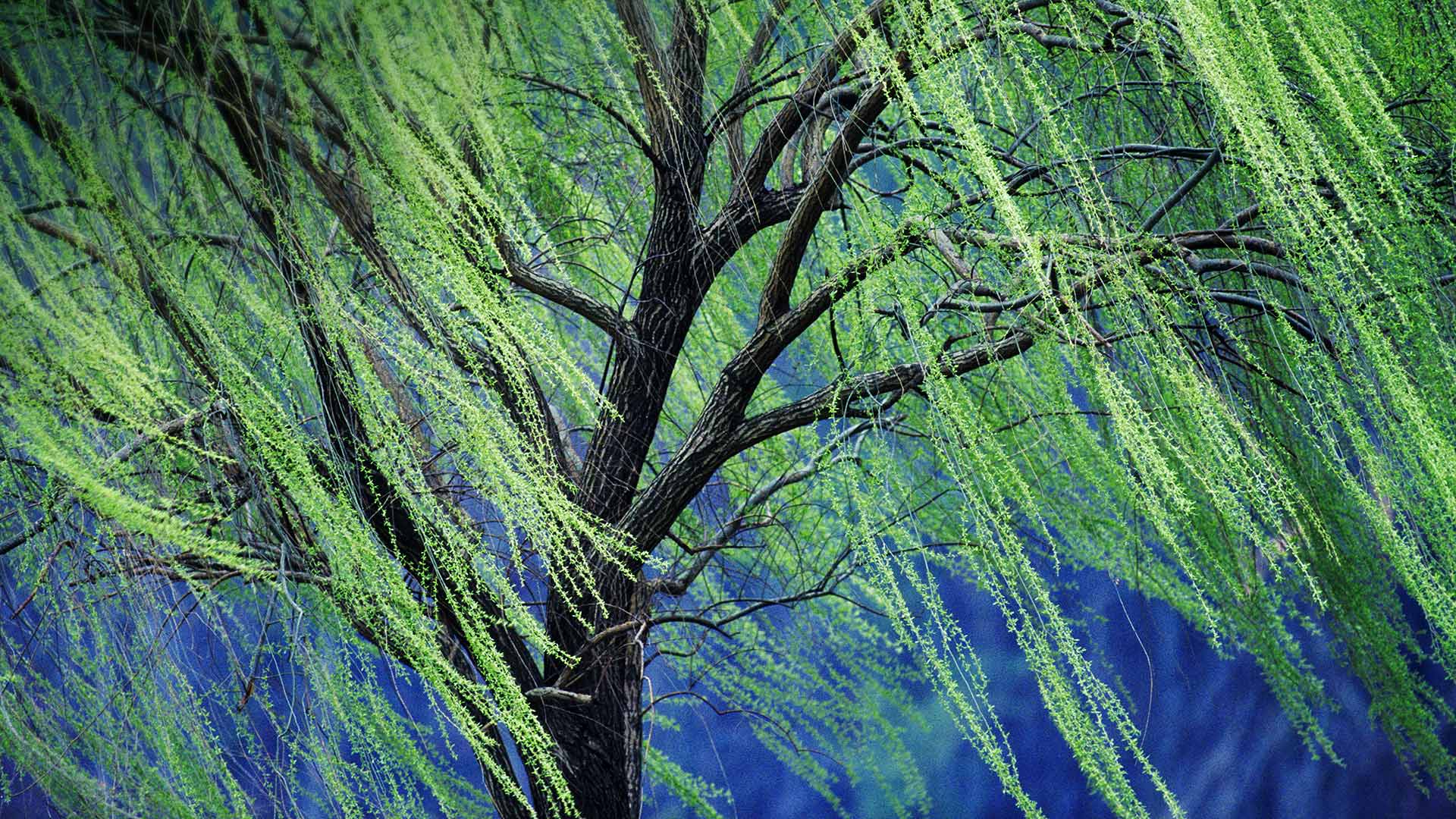 Weeping Willow Wallpapers