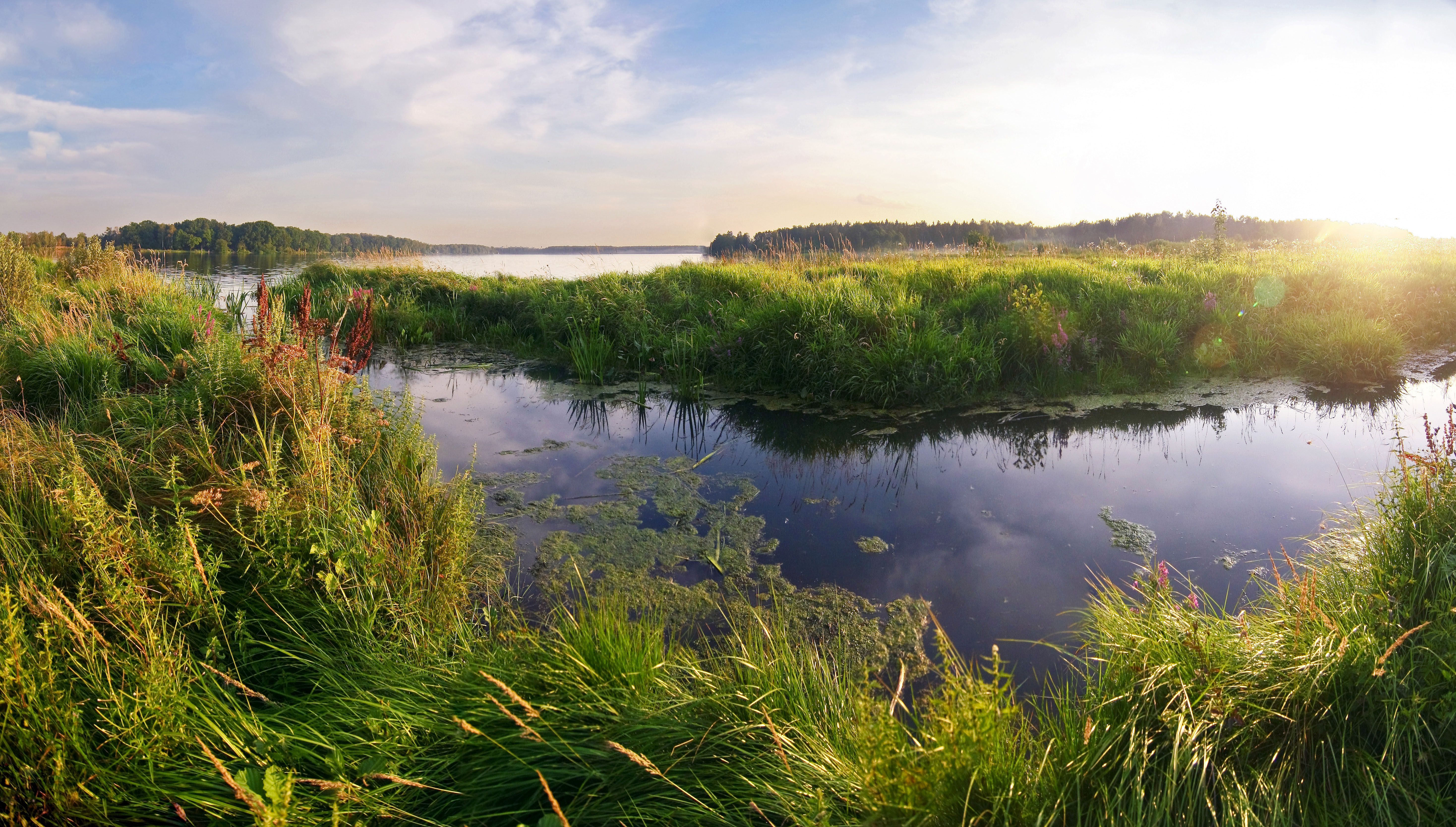 Wetlands Wallpapers