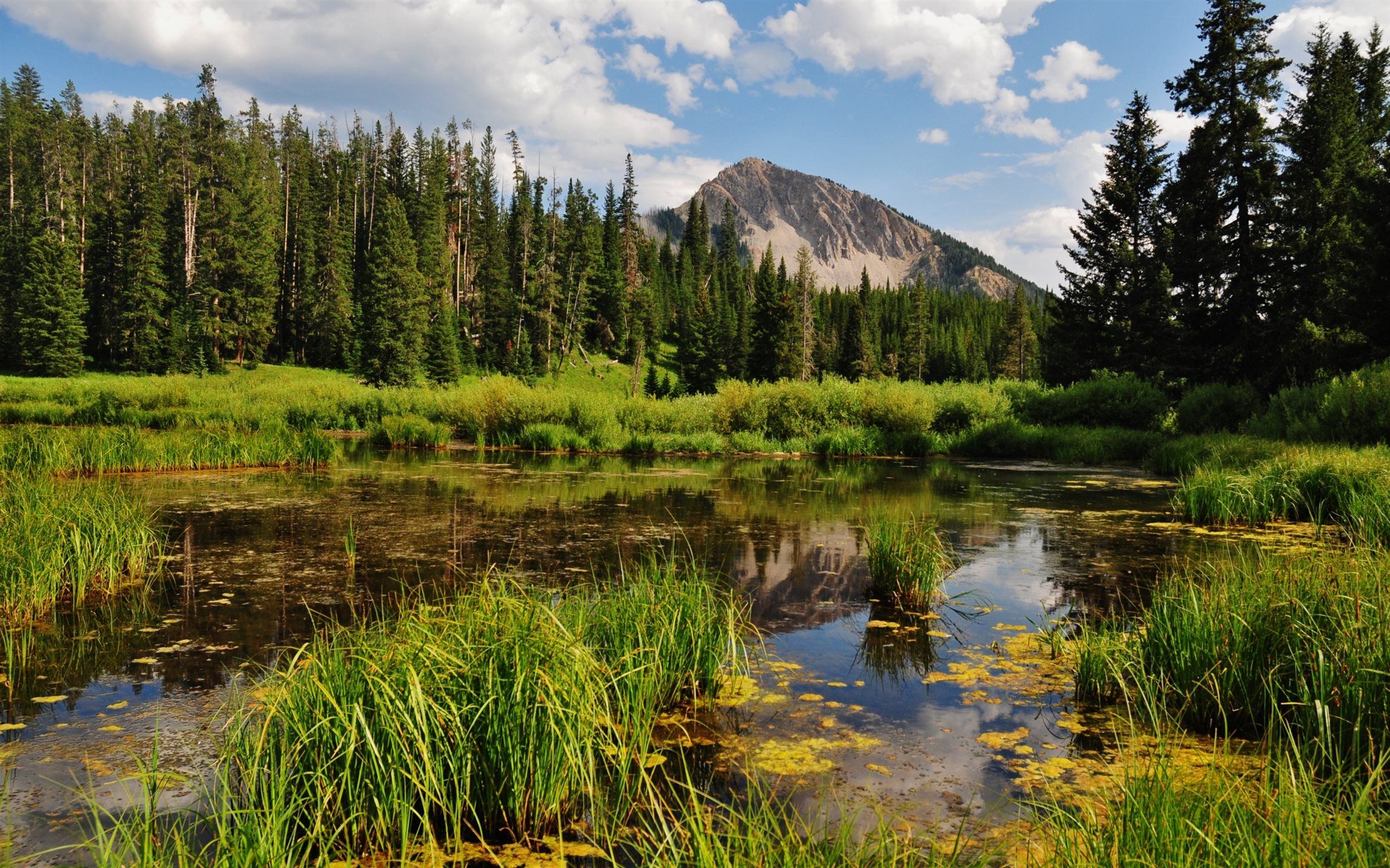 Wetlands Wallpapers