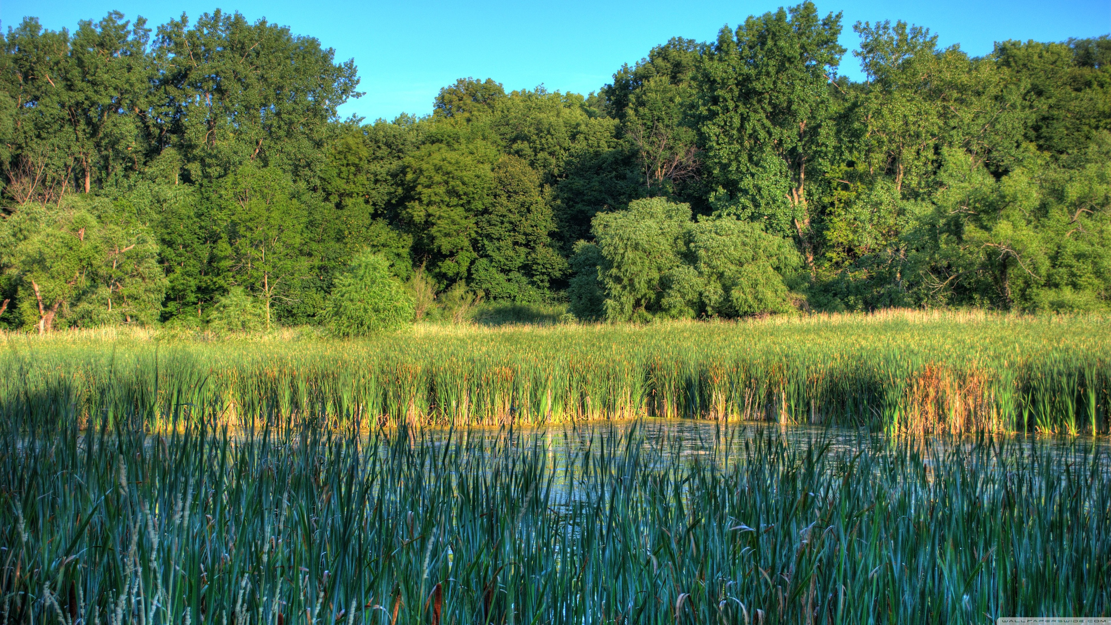 Wetlands Wallpapers