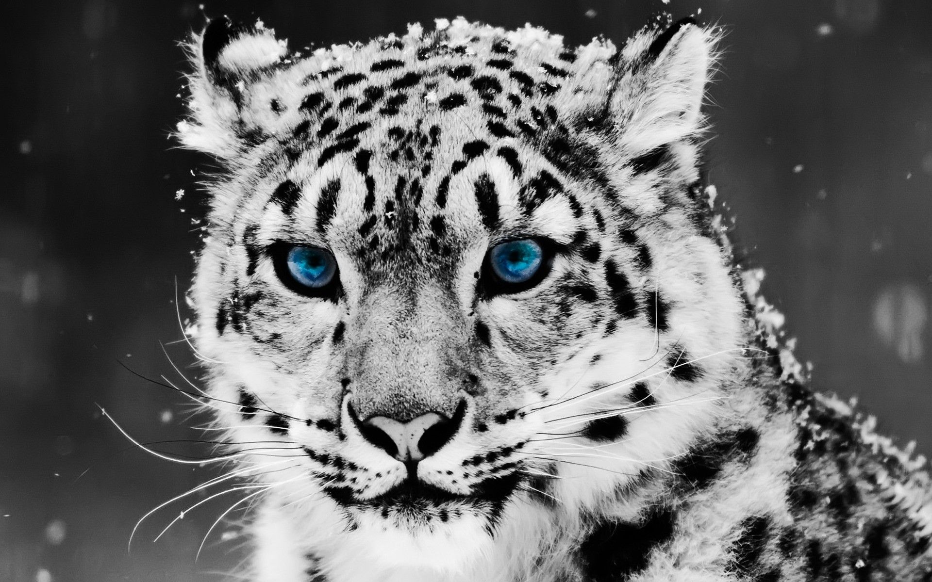 White Animal Wallpapers