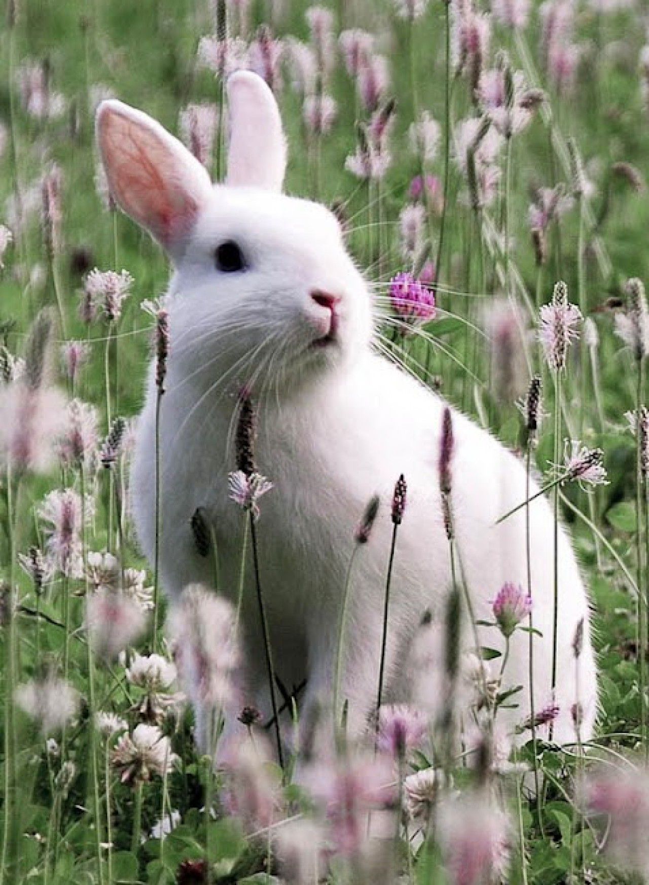 White Bunny Wallpapers