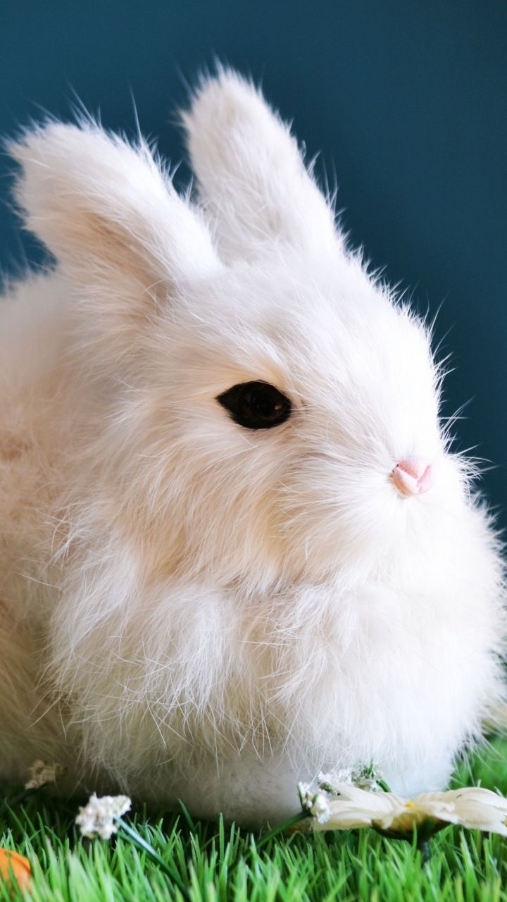 White Bunny Wallpapers