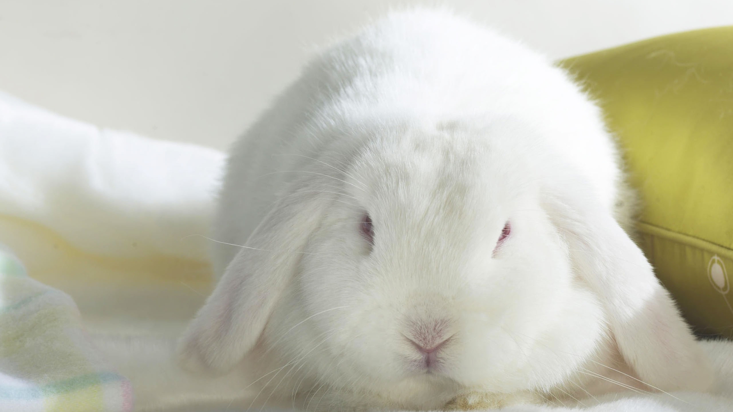 White Bunny Wallpapers