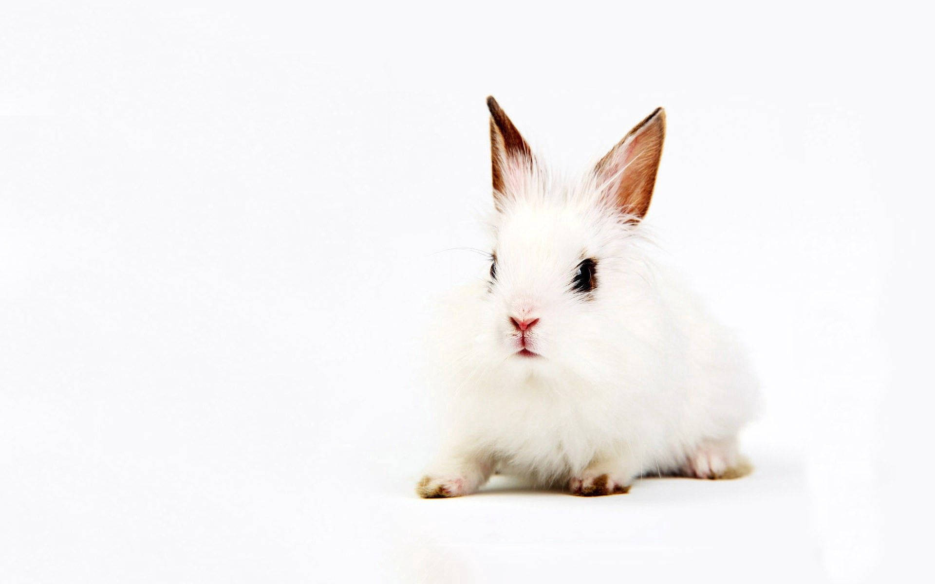 White Bunny Wallpapers