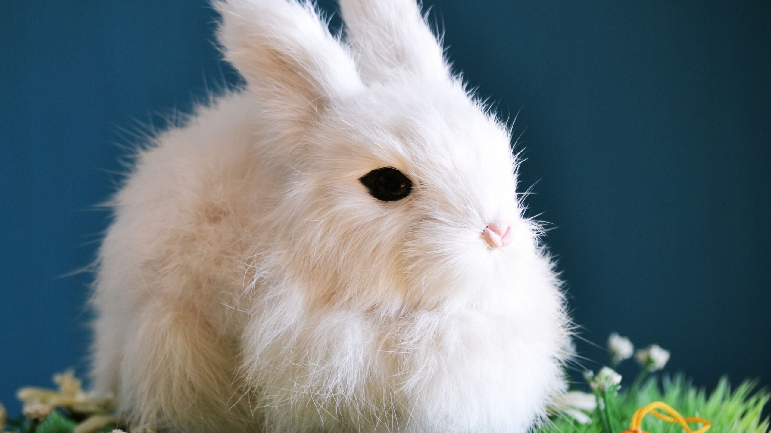 White Bunny Wallpapers