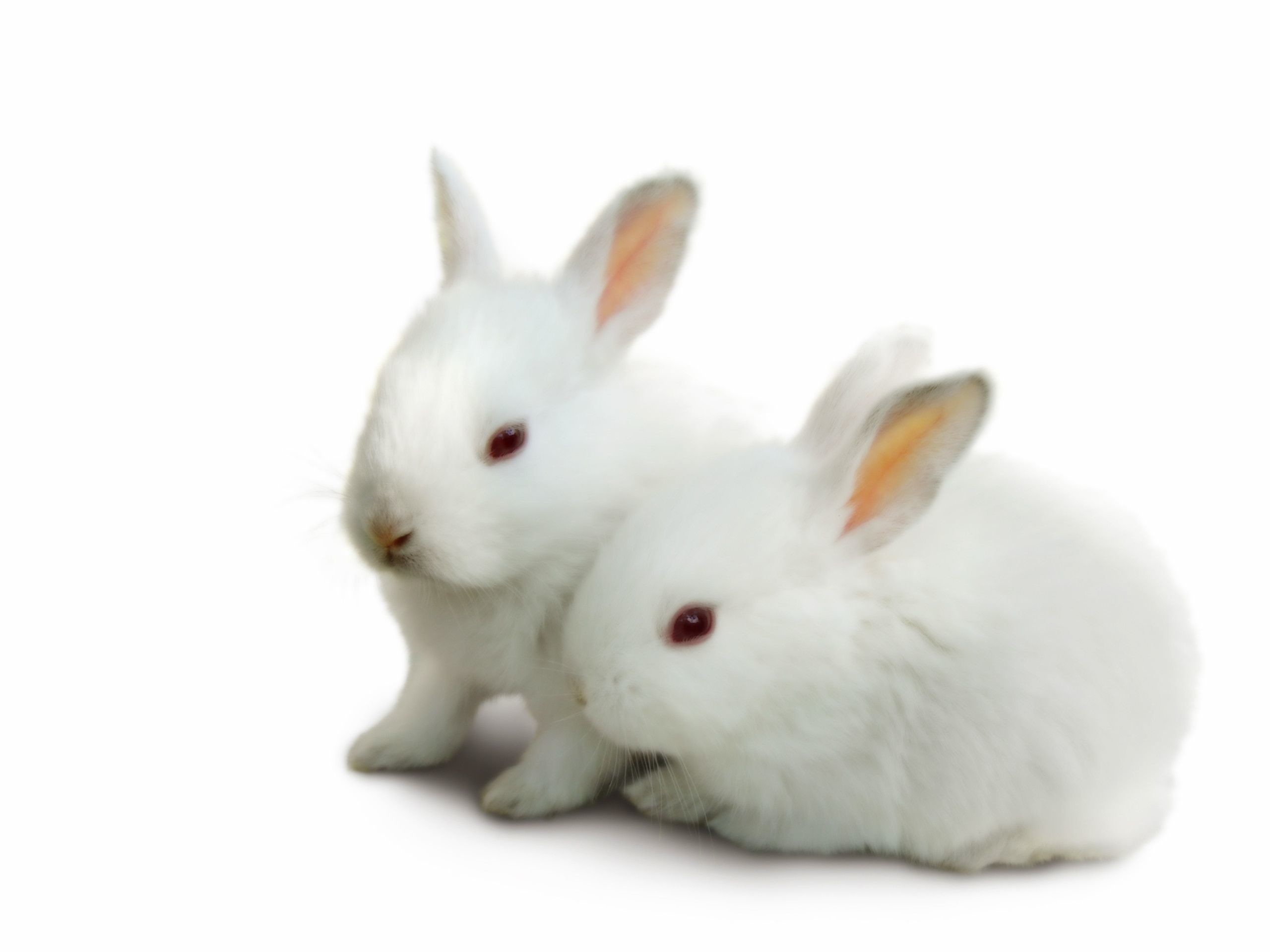 White Bunny Wallpapers