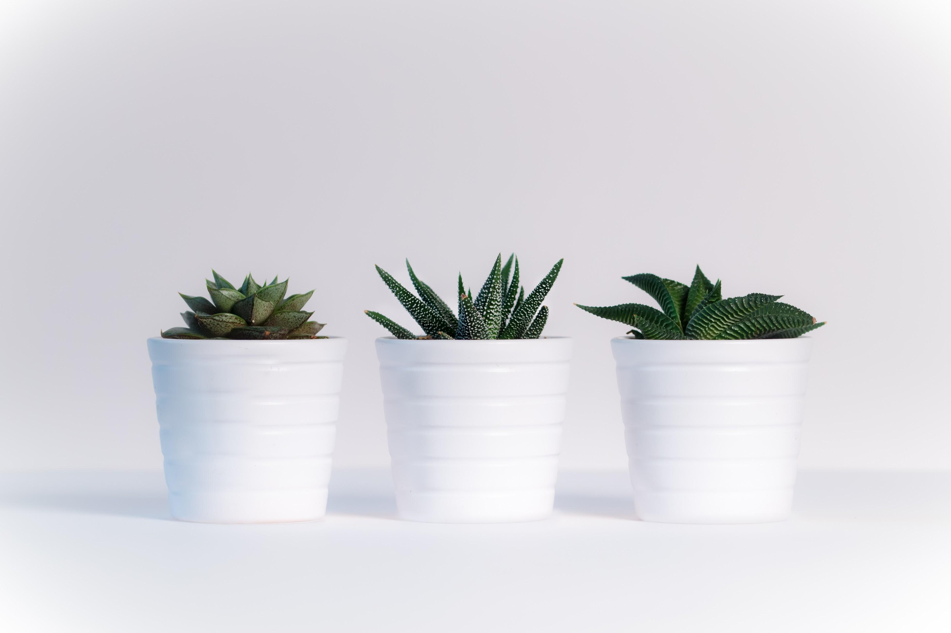 White Cactus Wallpapers