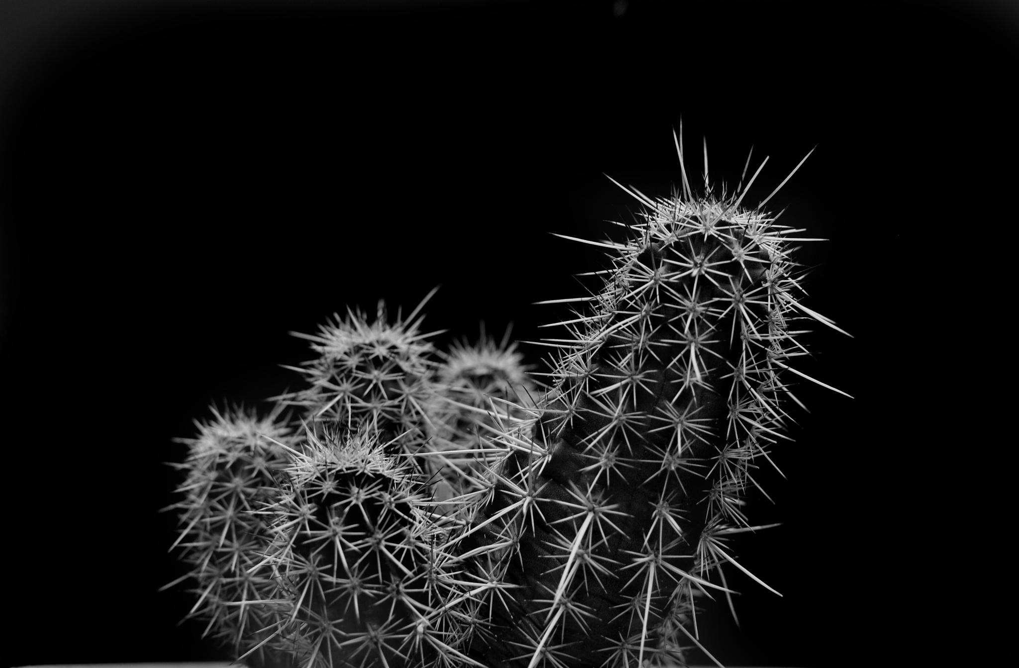 White Cactus Wallpapers