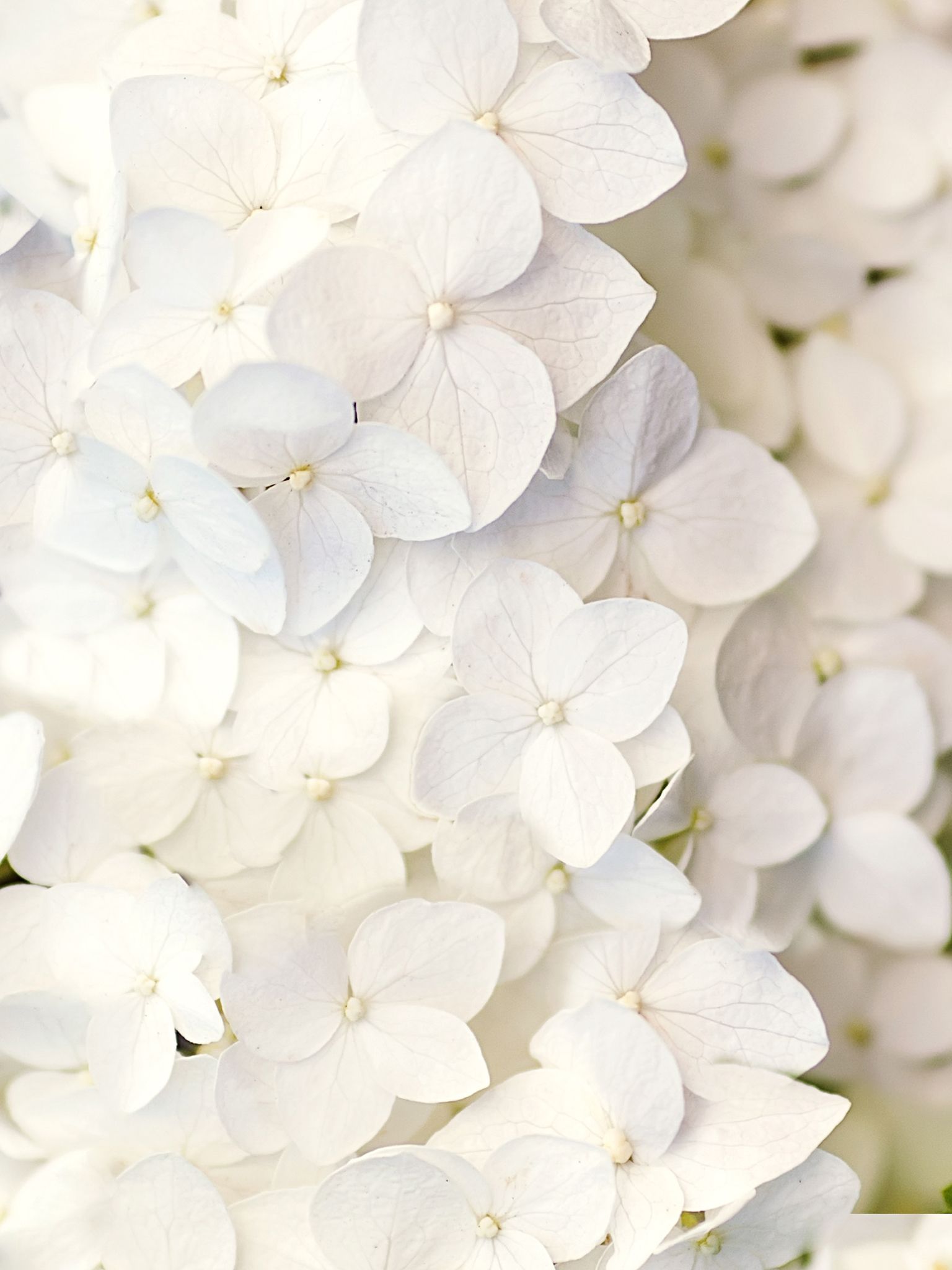 White Flower Iphone Wallpapers