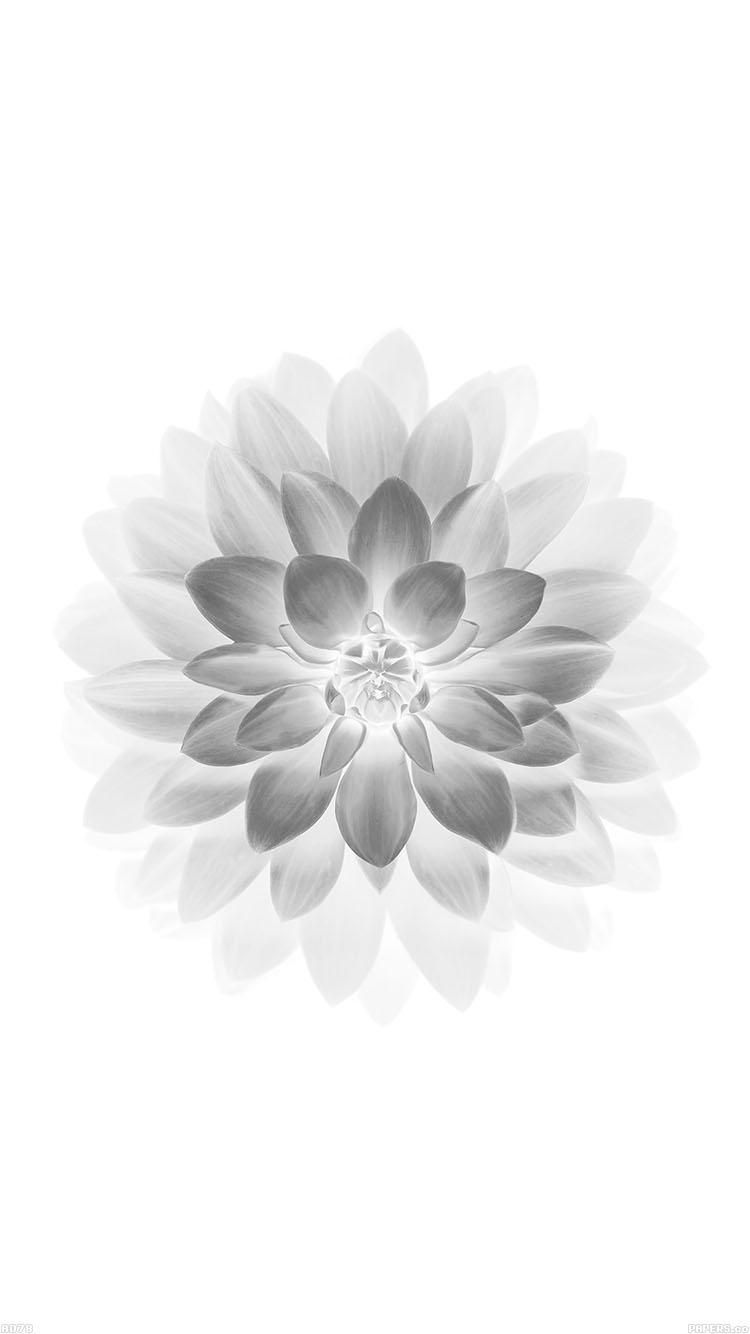 White Flower Iphone Wallpapers