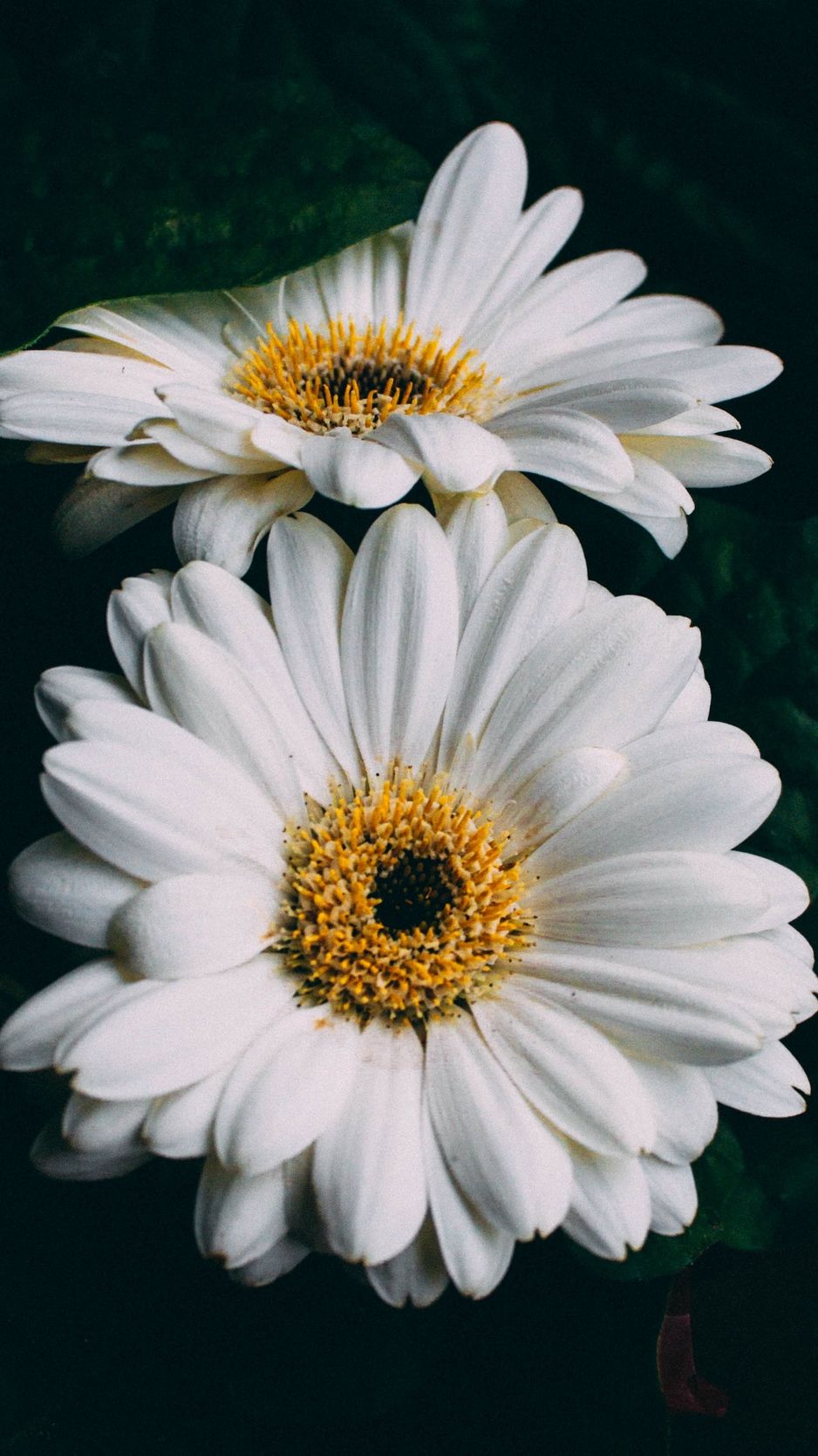 White Flower Iphone Wallpapers