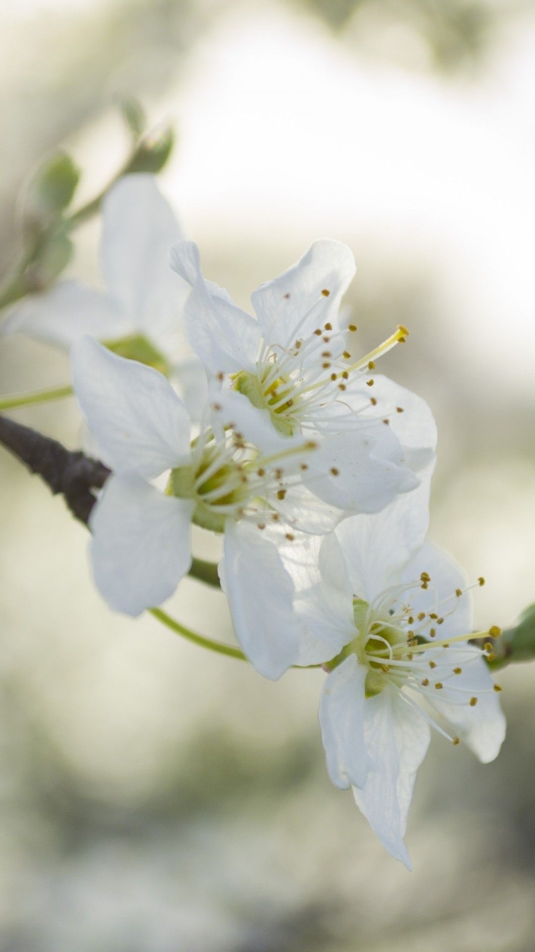 White Flower Iphone Wallpapers