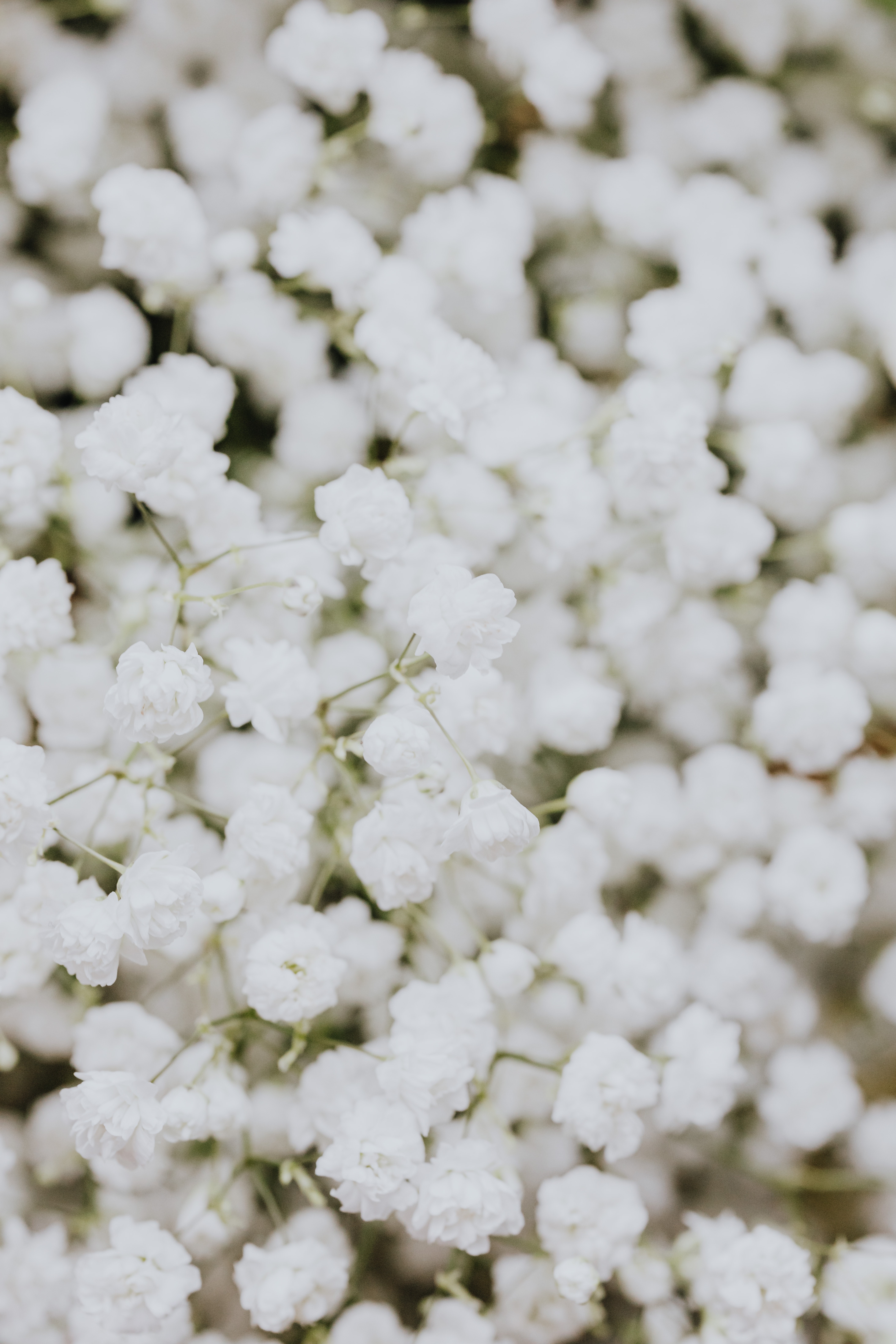 White Flower Wallpapers