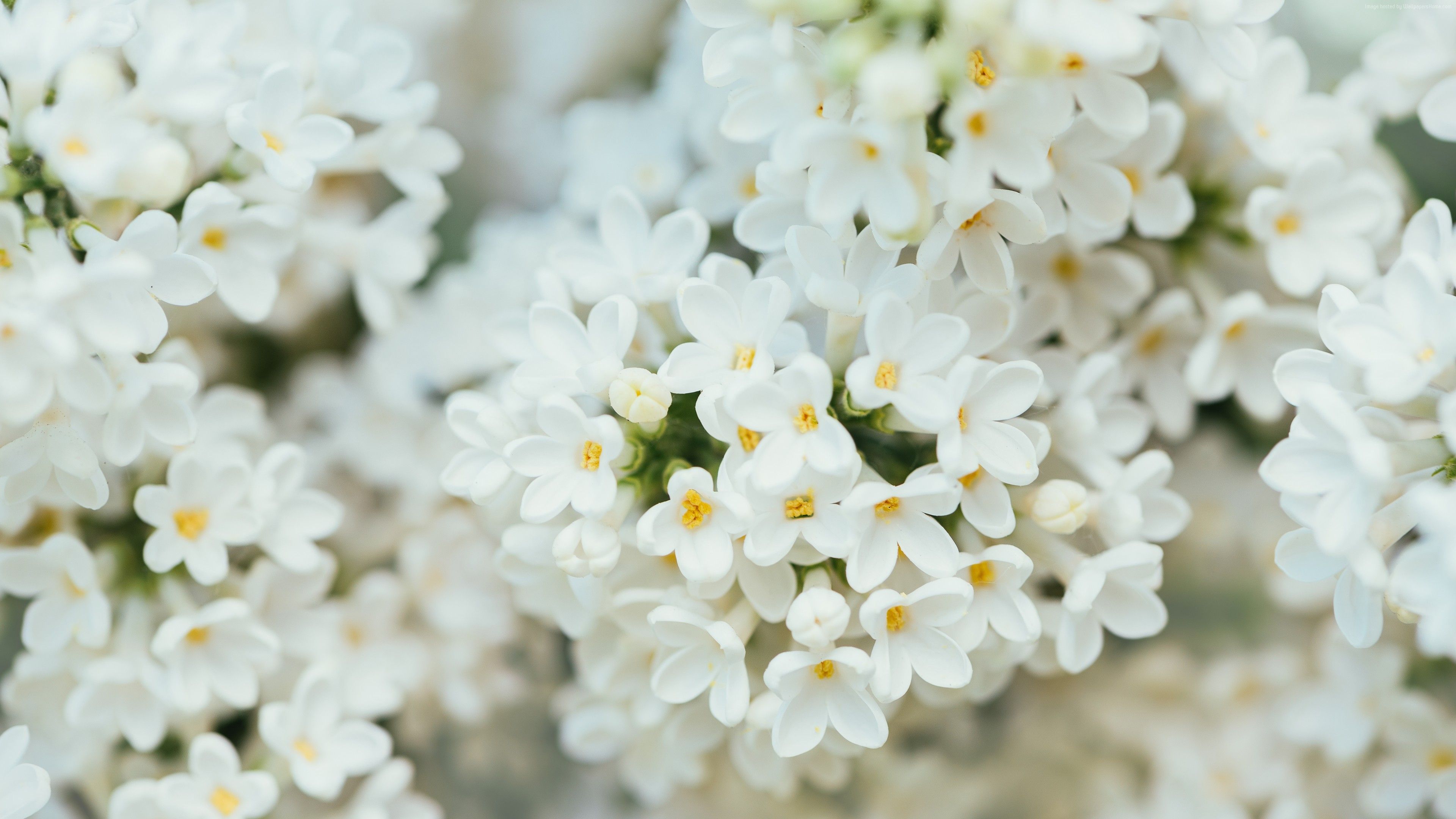 White Flower Wallpapers