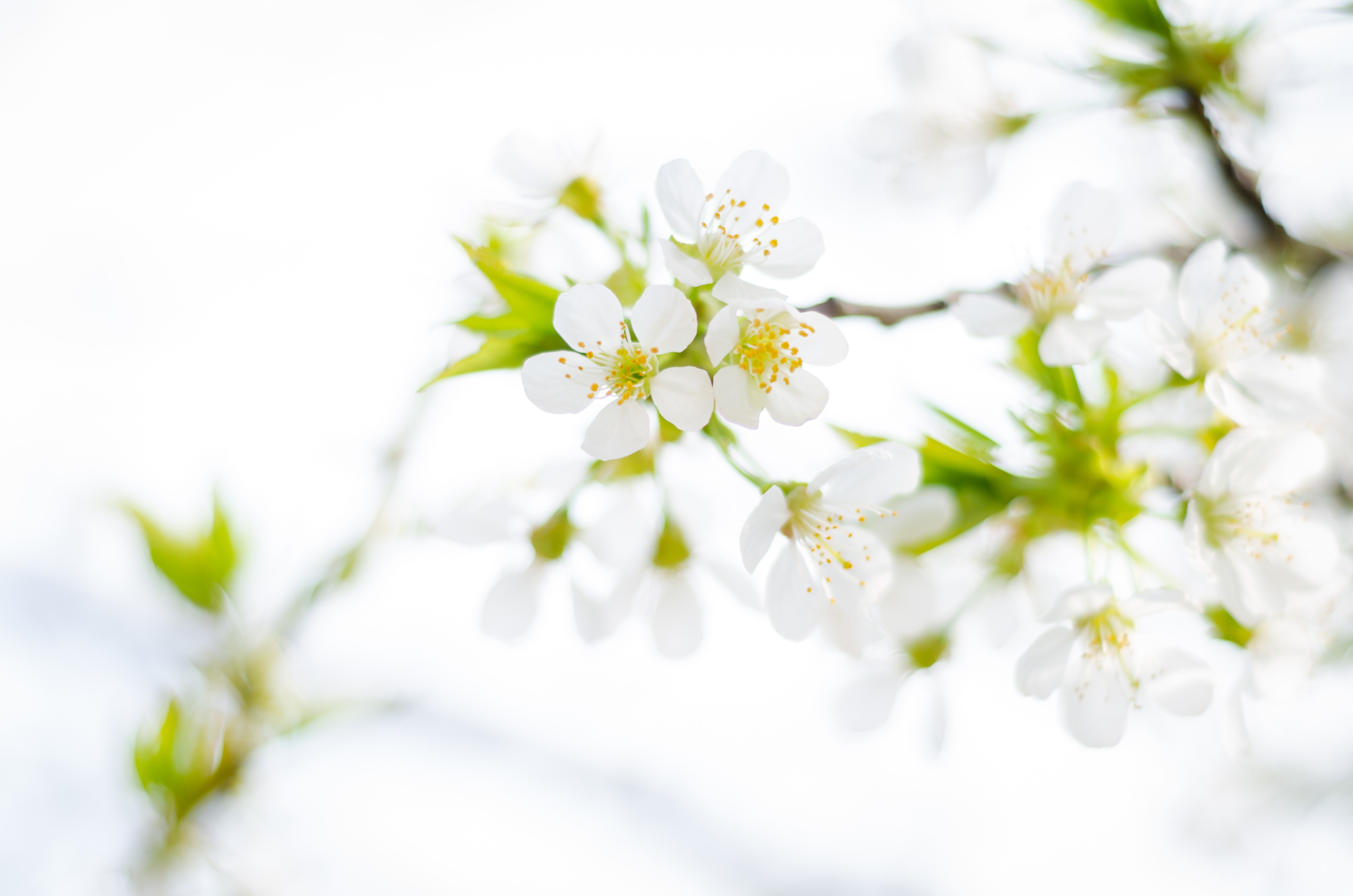 White Flower Wallpapers