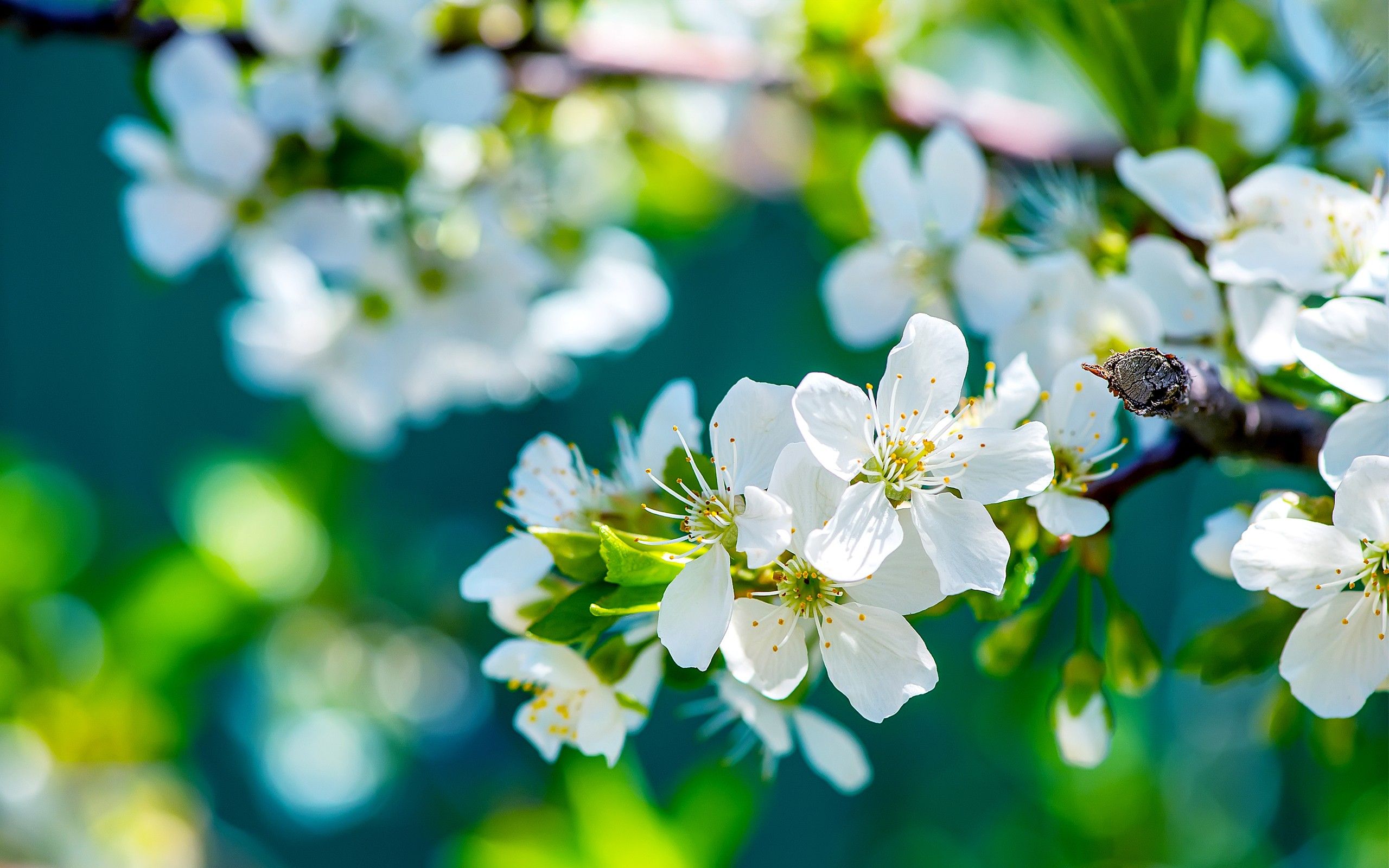 White Flower Wallpapers