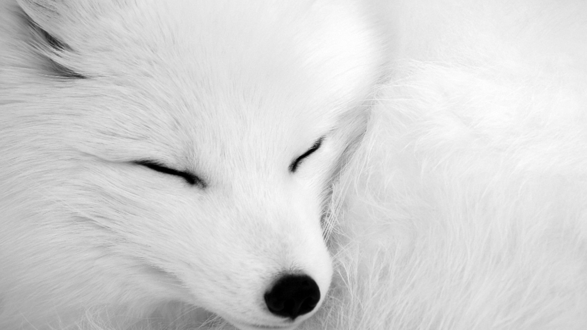 White Fox Wallpapers