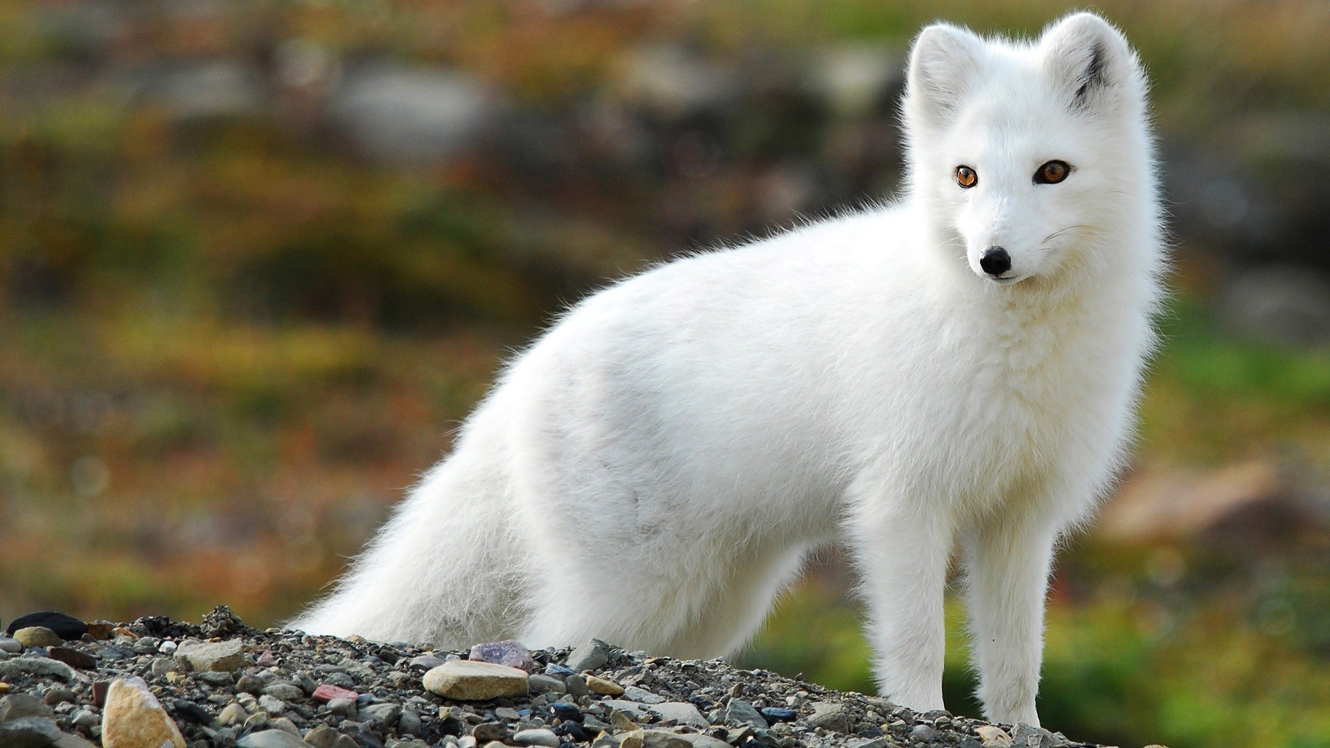 White Fox Wallpapers