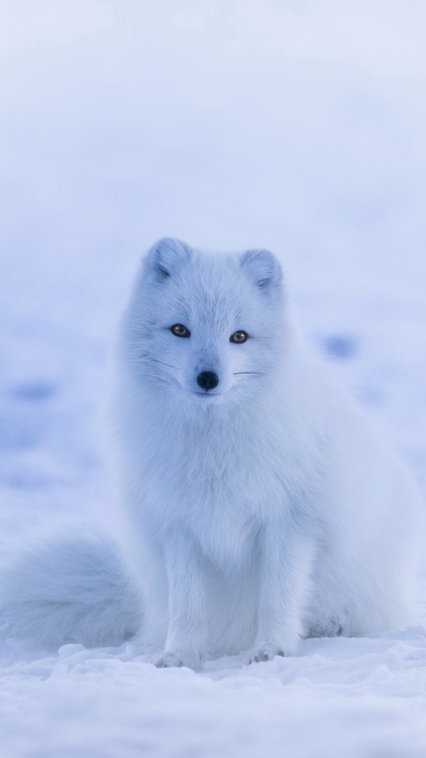 White Fox Wallpapers