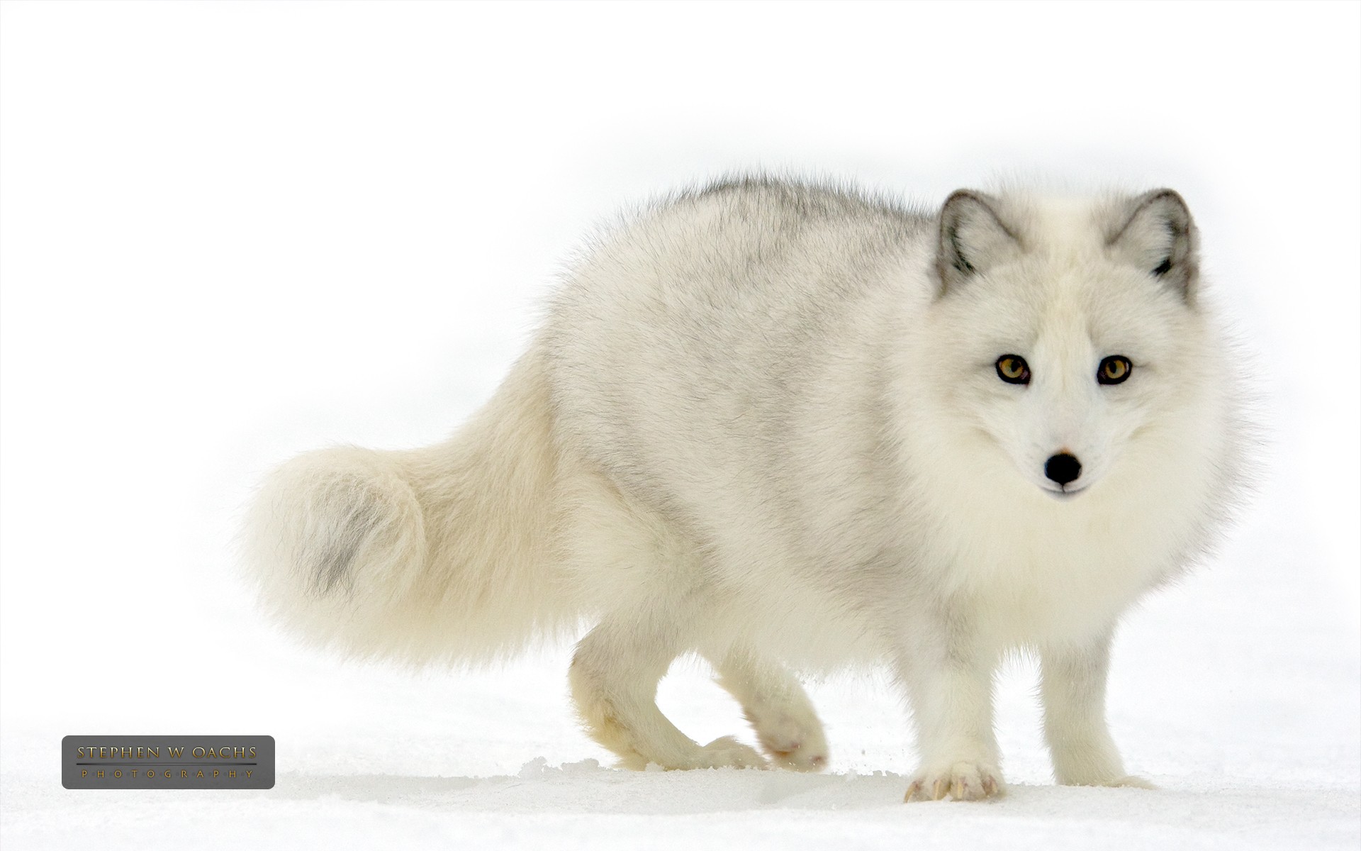 White Fox Wallpapers