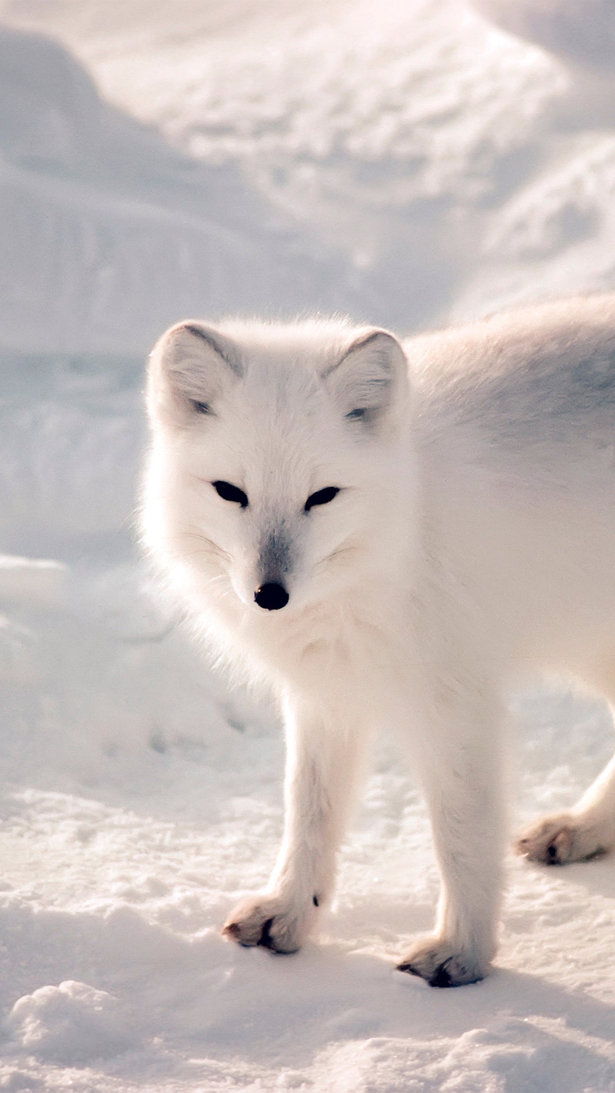 White Fox Wallpapers