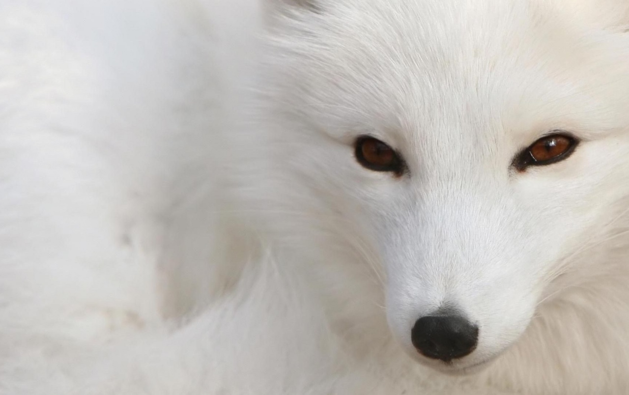 White Fox Wallpapers