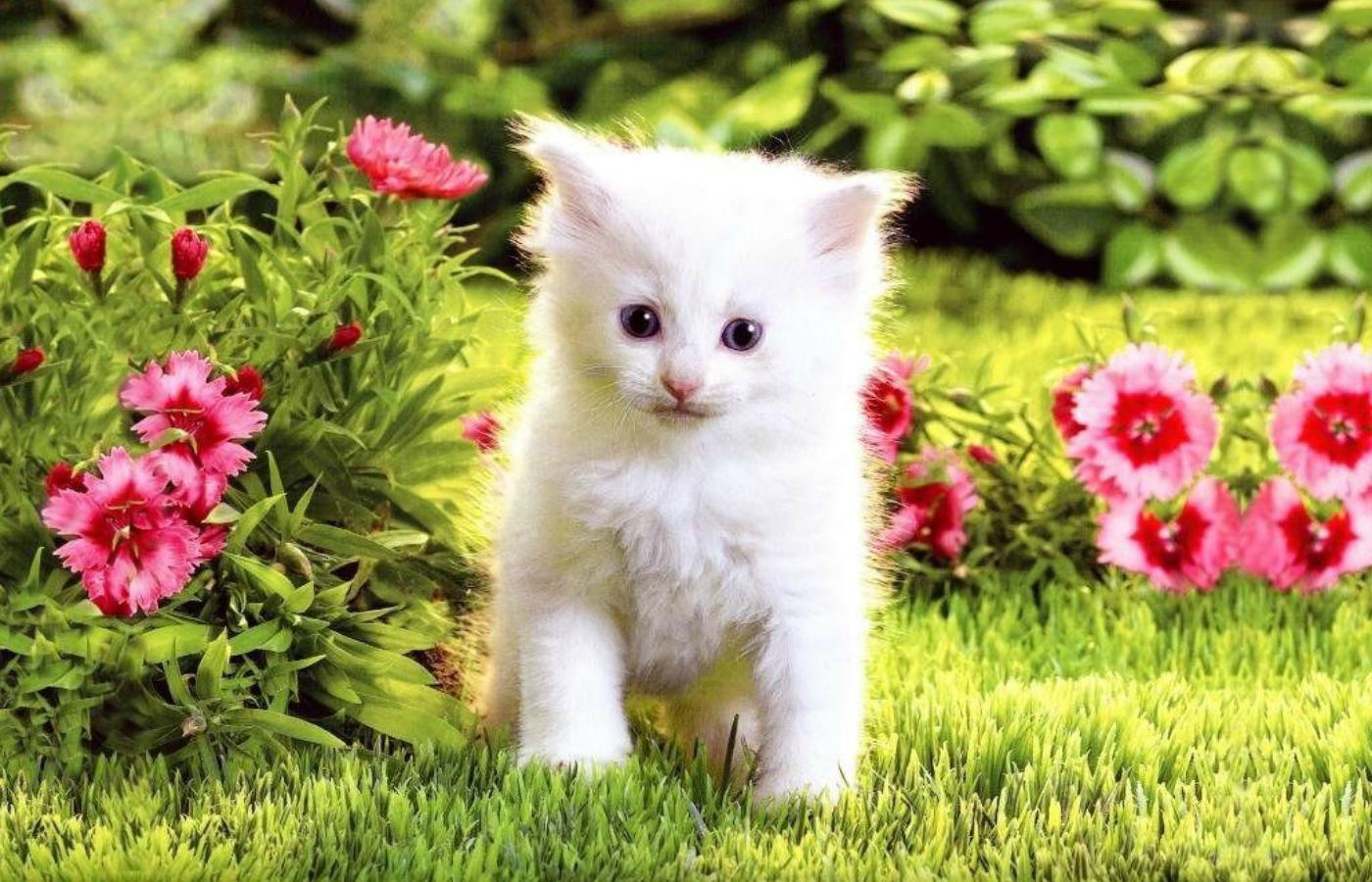 White Kitten Wallpapers