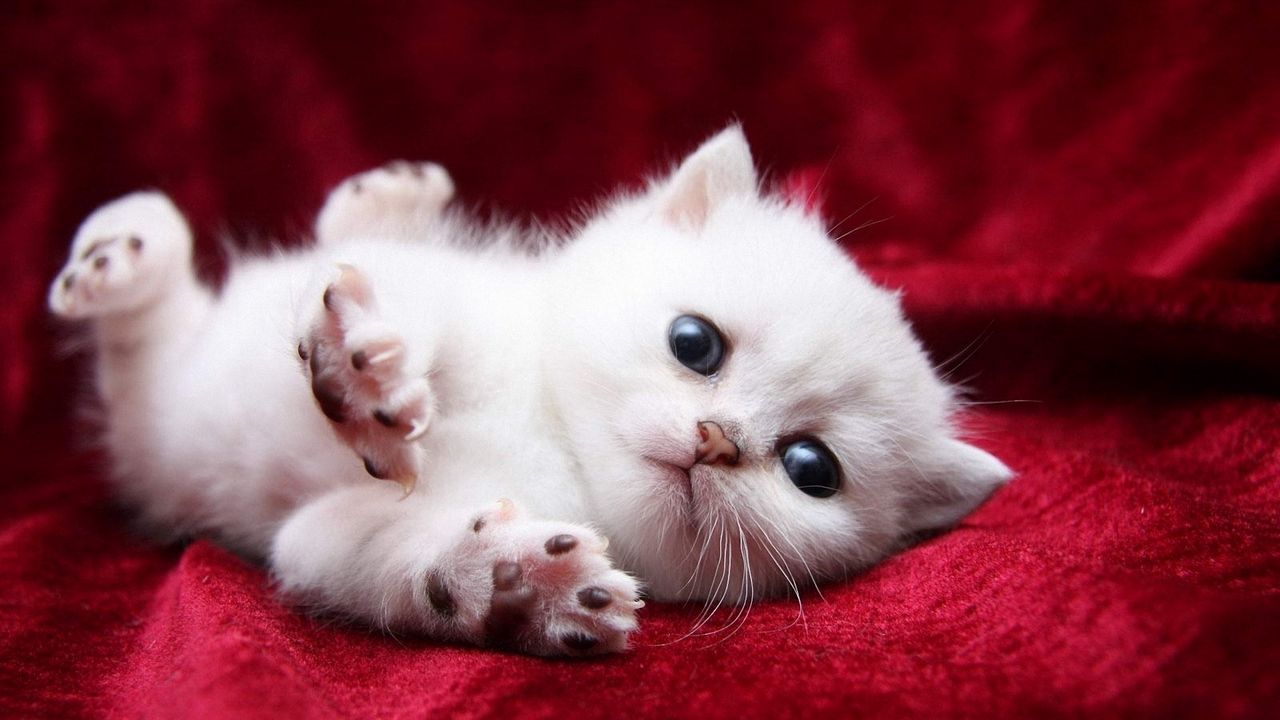 White Kitten Wallpapers