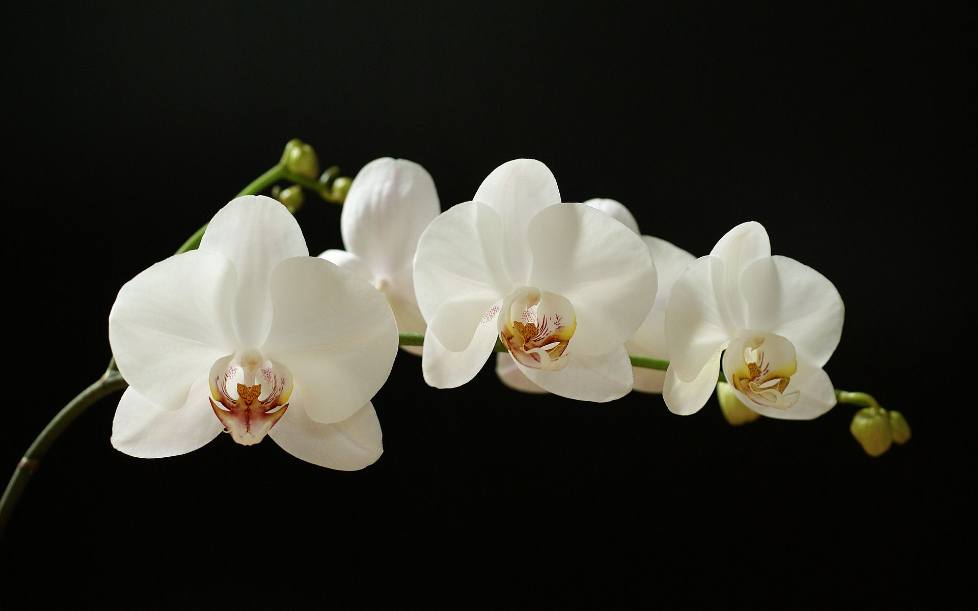 White Orchid Wallpapers