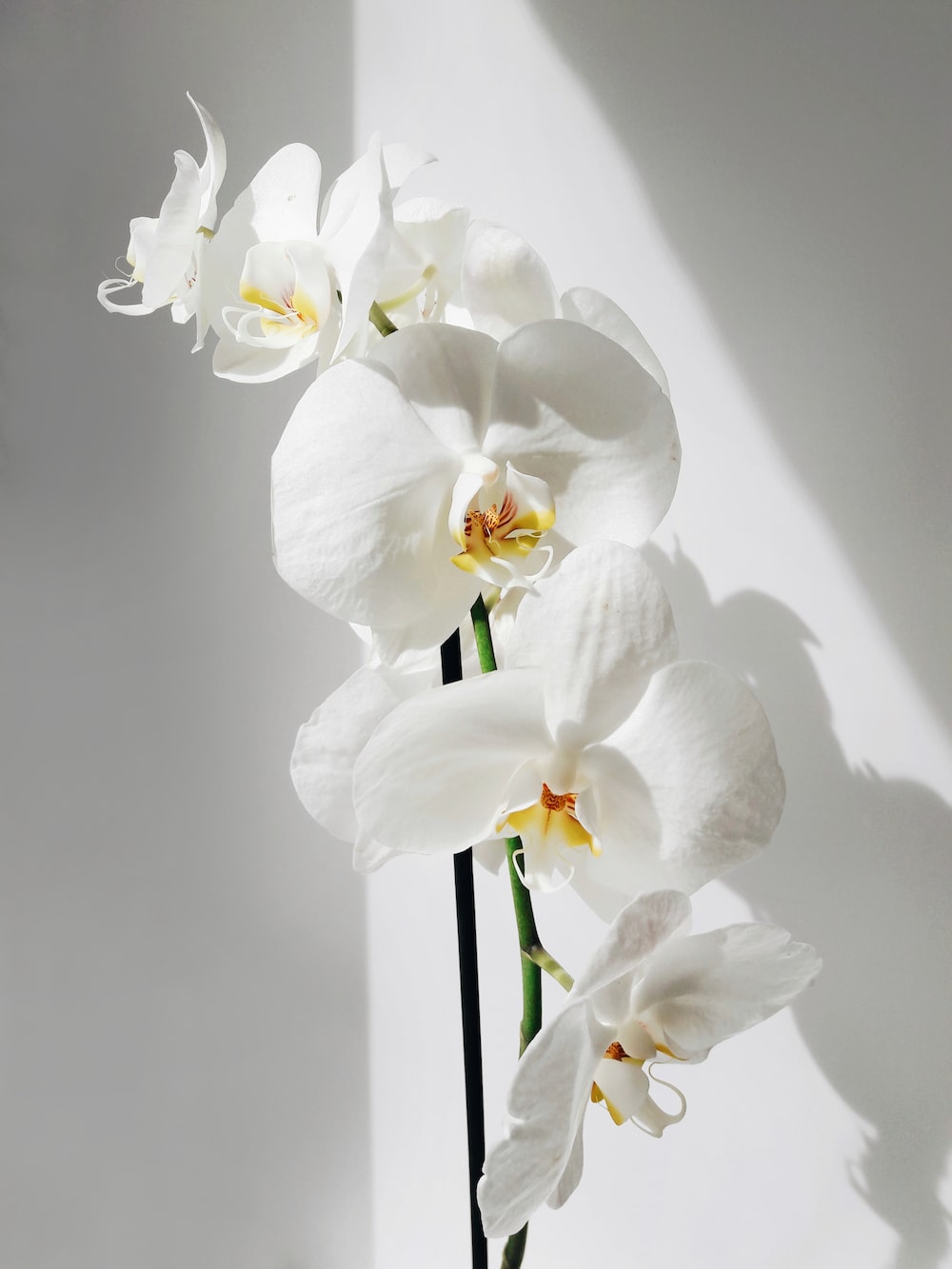 White Orchid Wallpapers